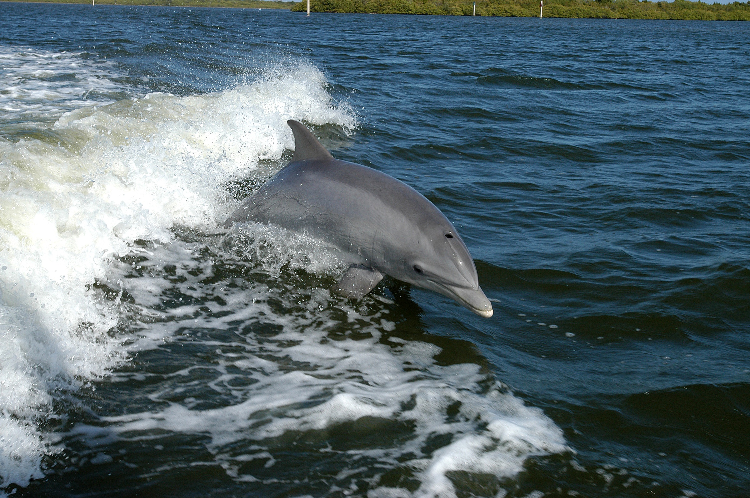 Wild bottlenose dolphin surfing the bow wave of a research vessel in Florida's Banana River near Kennedy Space Center