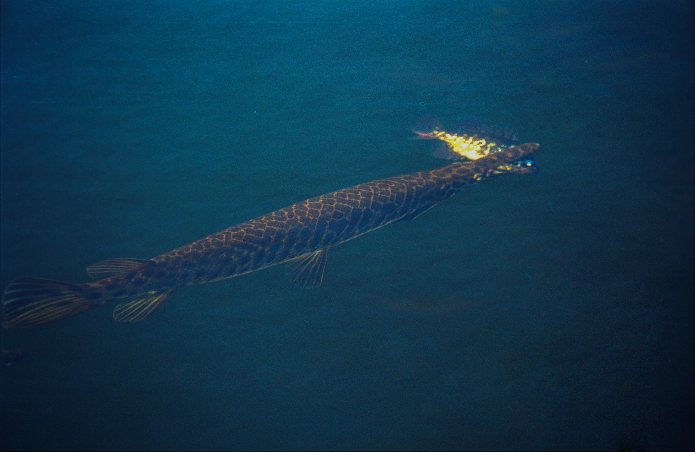 Florida gar (Lepisosteus platyrhincus) photographed in Everglades National Park, showing its elongated body and distinctive snout