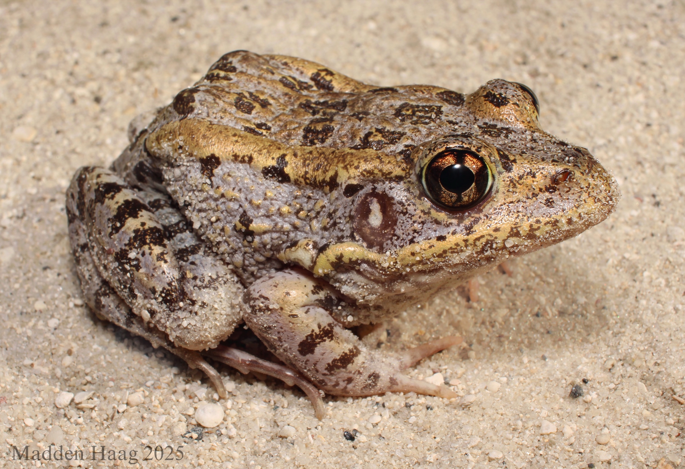 A Florida gopher frog (Lithobates capito aesopus) resting on sandy substrate, showing its spotted, robust body