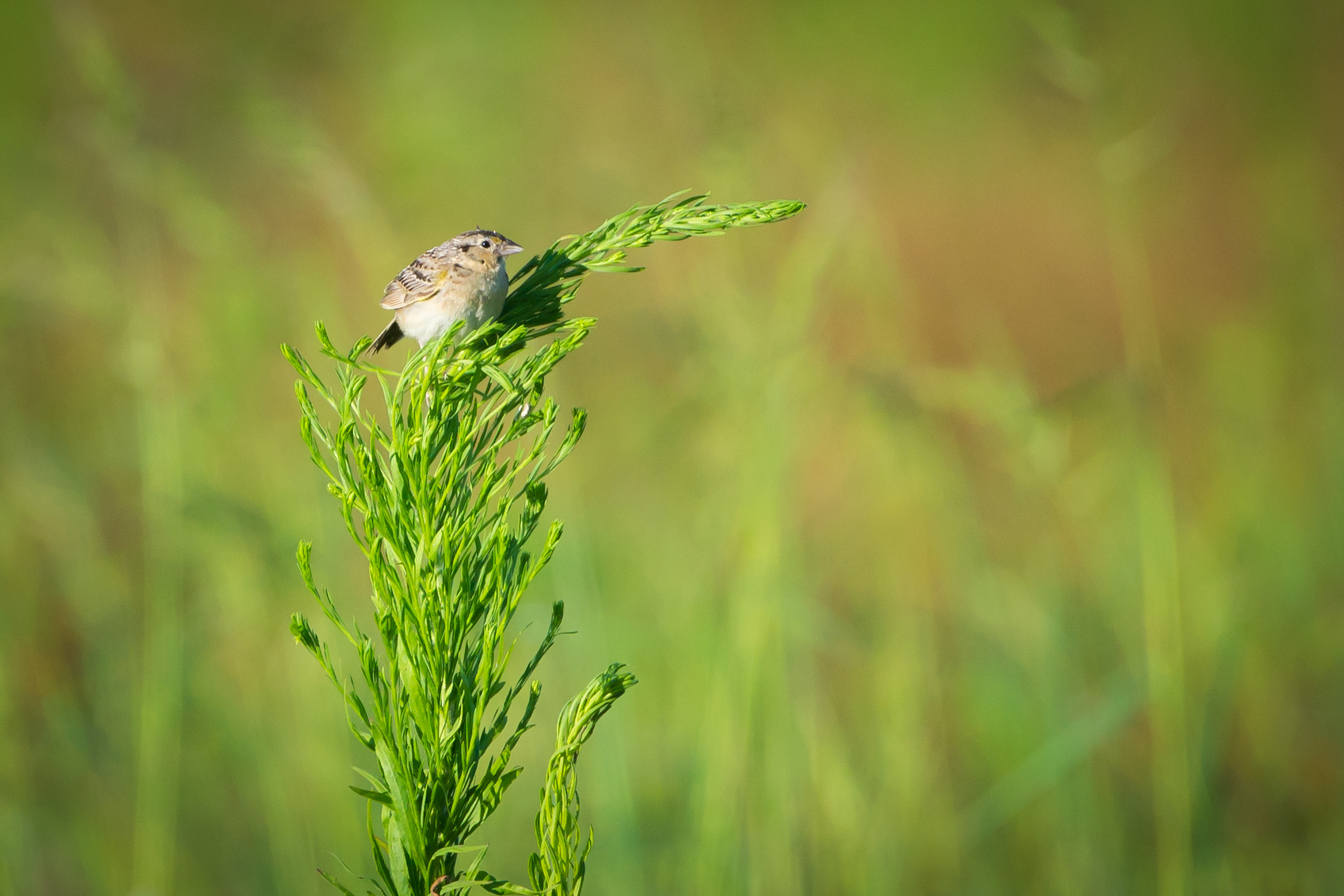A grasshopper sparrow perched in grassland habitat, streaked brown back, flat-headed profile, against open prairie grasses
