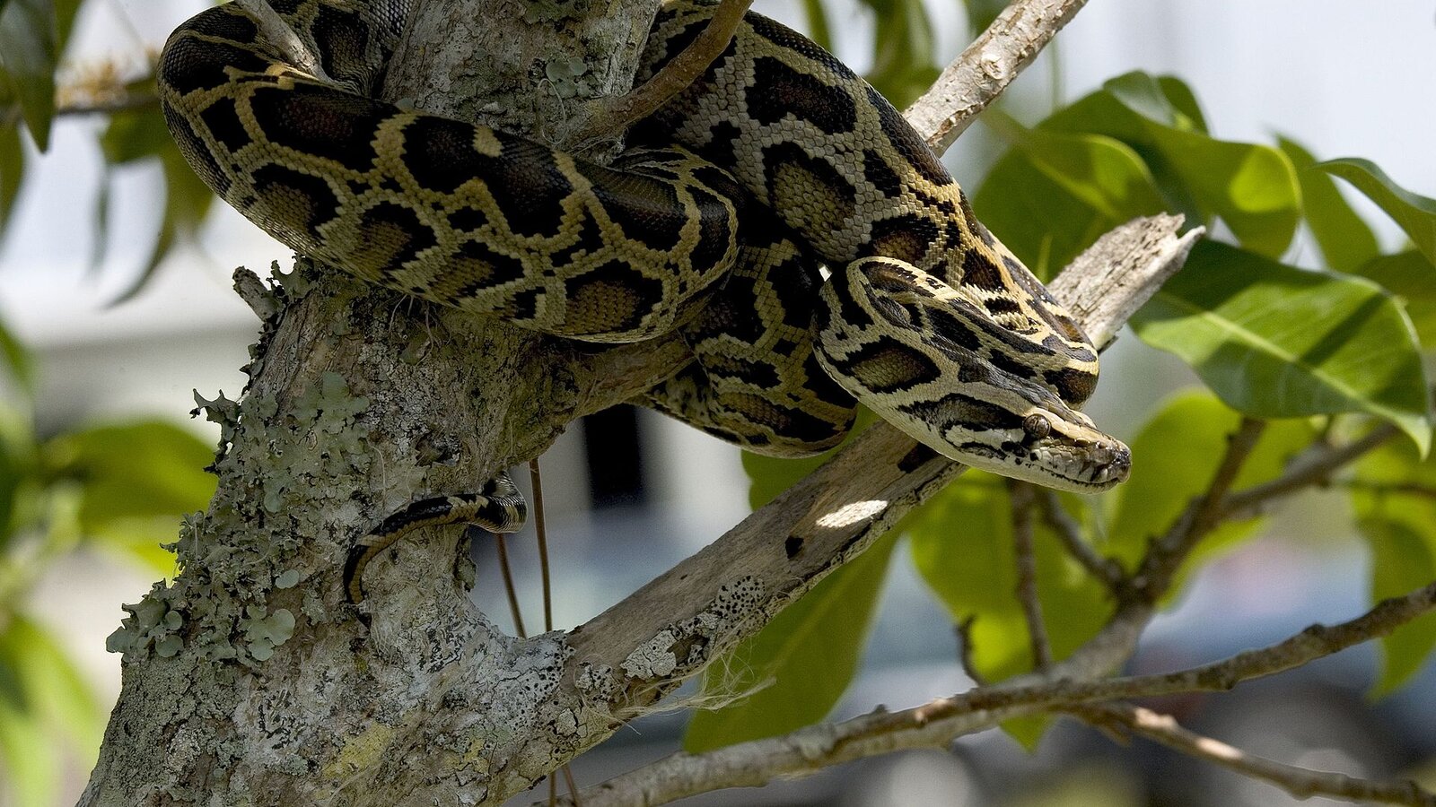 Burmese python coiled in sawgrass marsh in the Everglades