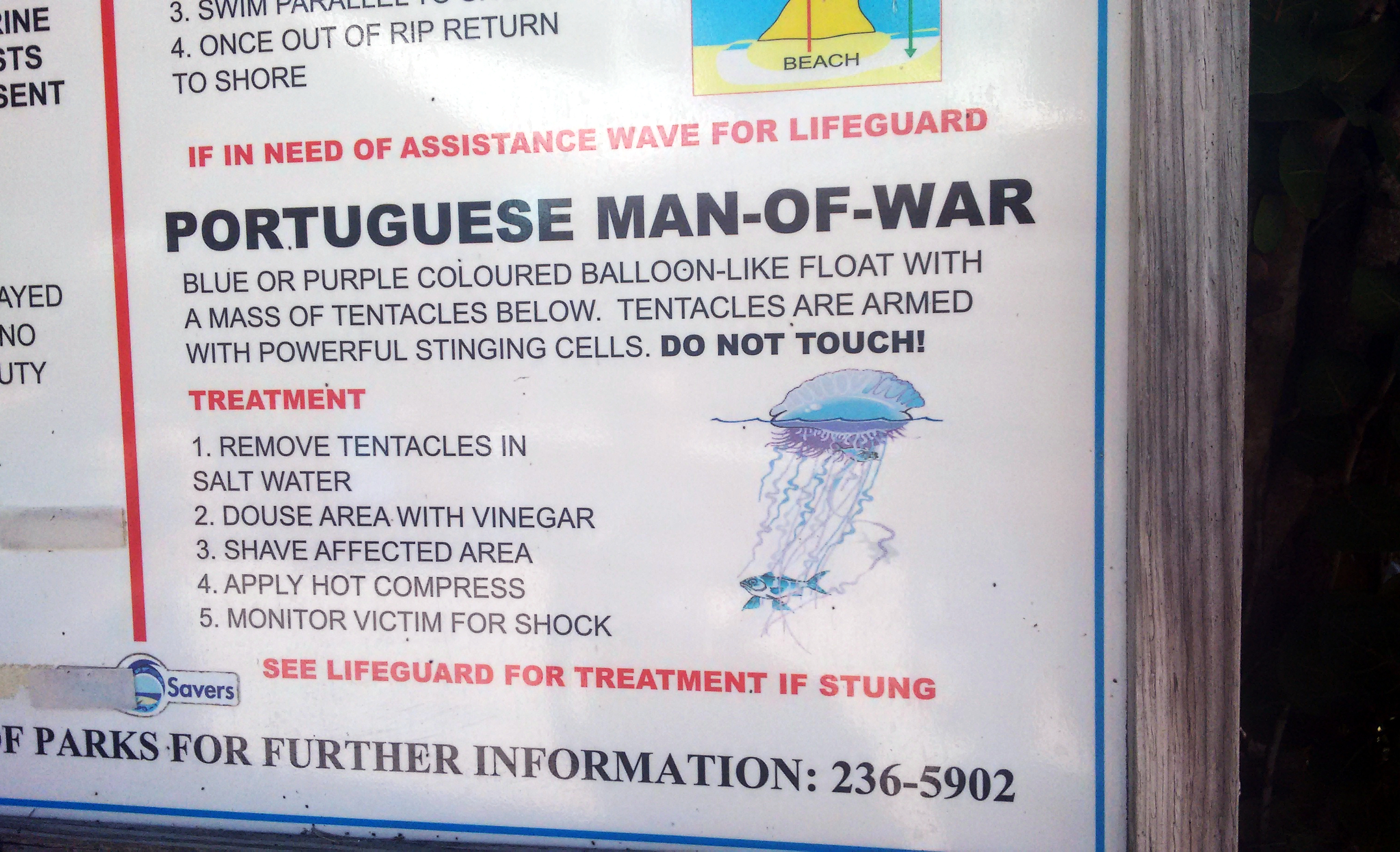 Portuguese man-of-war floating at the ocean surface, blue gas-filled bladder visible