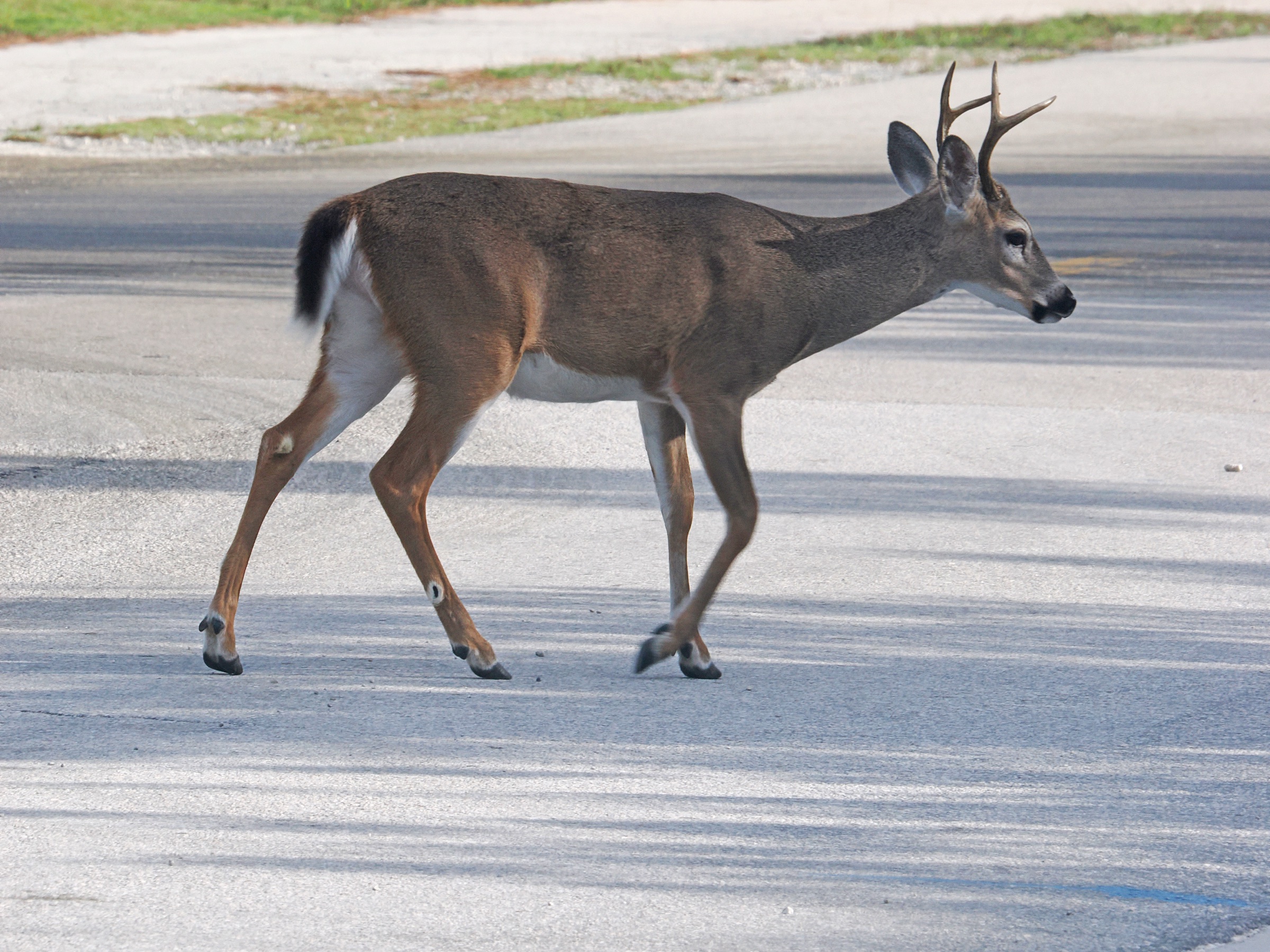 Florida Key Deer (Odocoileus virginianus clavium) standing in natural habitat at Key Deer National Refuge, Big Pine Key, Florida