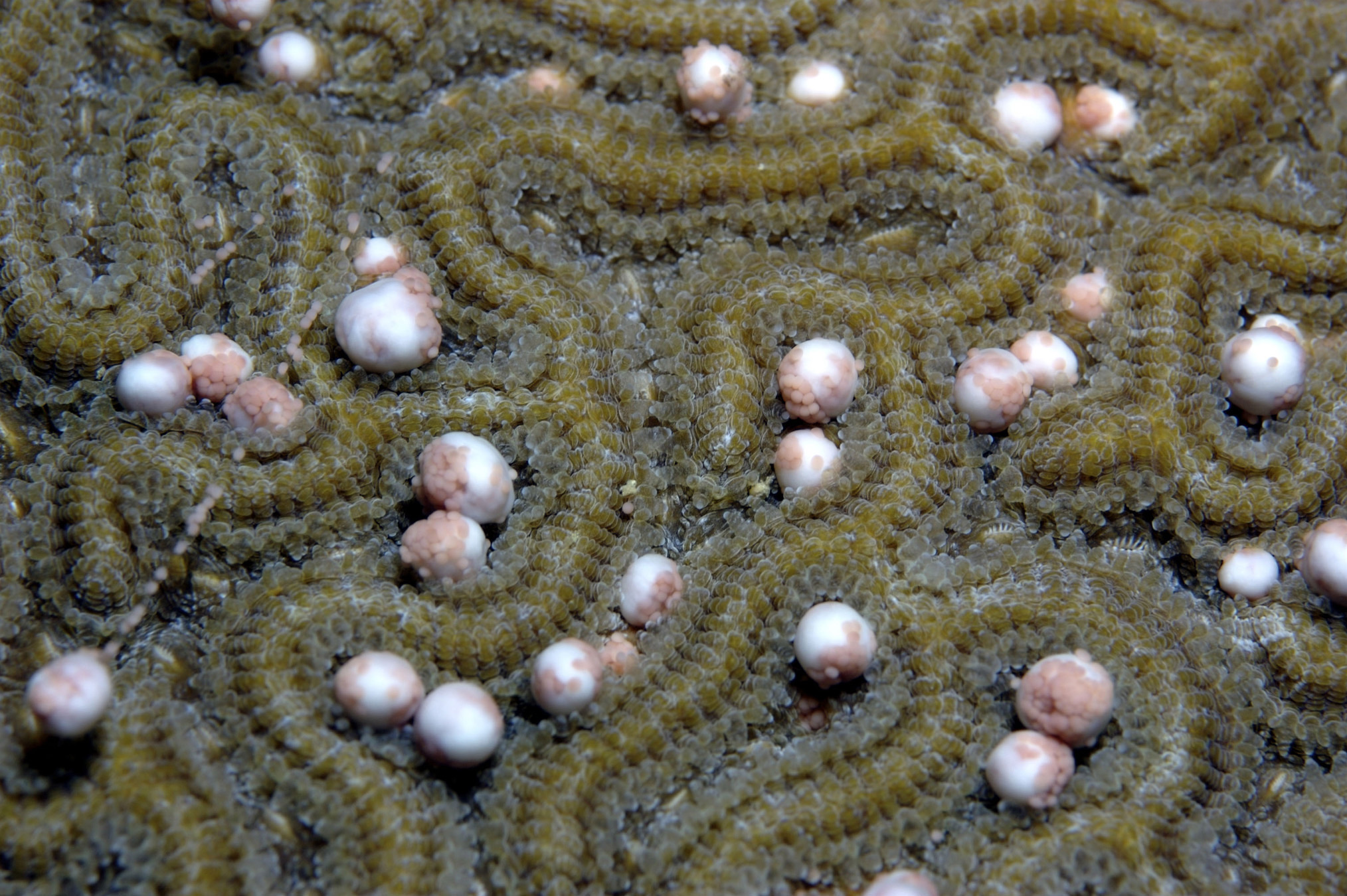 A boulder brain coral colony spawning, releasing gamete bundles into the water