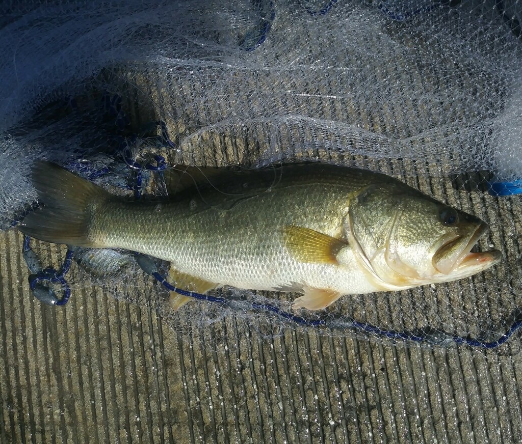 Florida largemouth bass (Micropterus floridanus) photographed in Polk County, Florida, showing the species' characteristic large mouth and lateral stripe