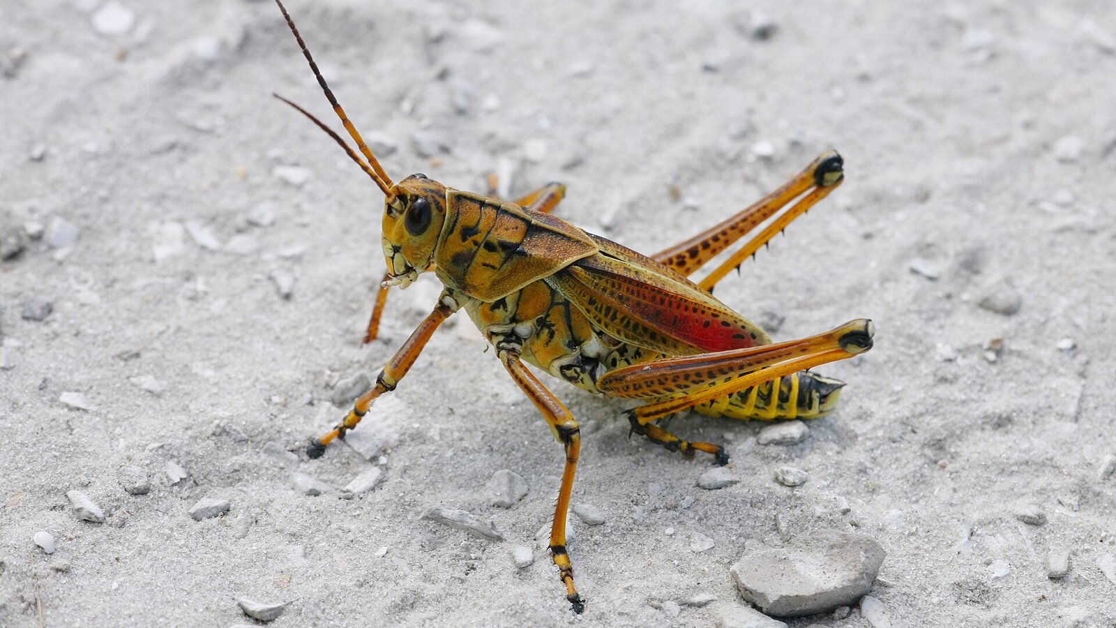 Adult Florida lubber grasshopper with bright yellow body and black markings on a palmetto leaf