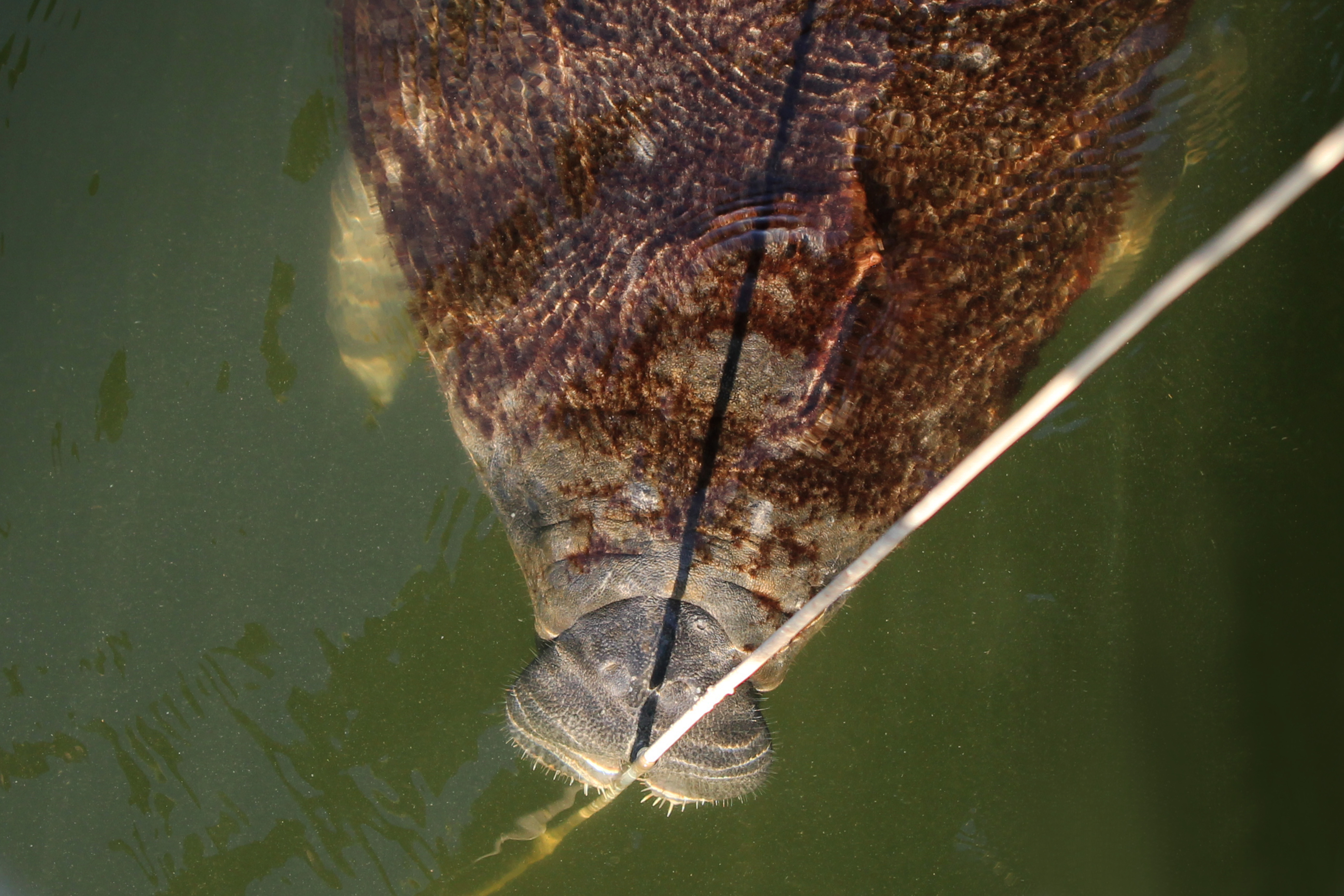 Florida manatee grazing on algae-covered cable at Big Bend Power Station warm water outflow, Apollo Beach