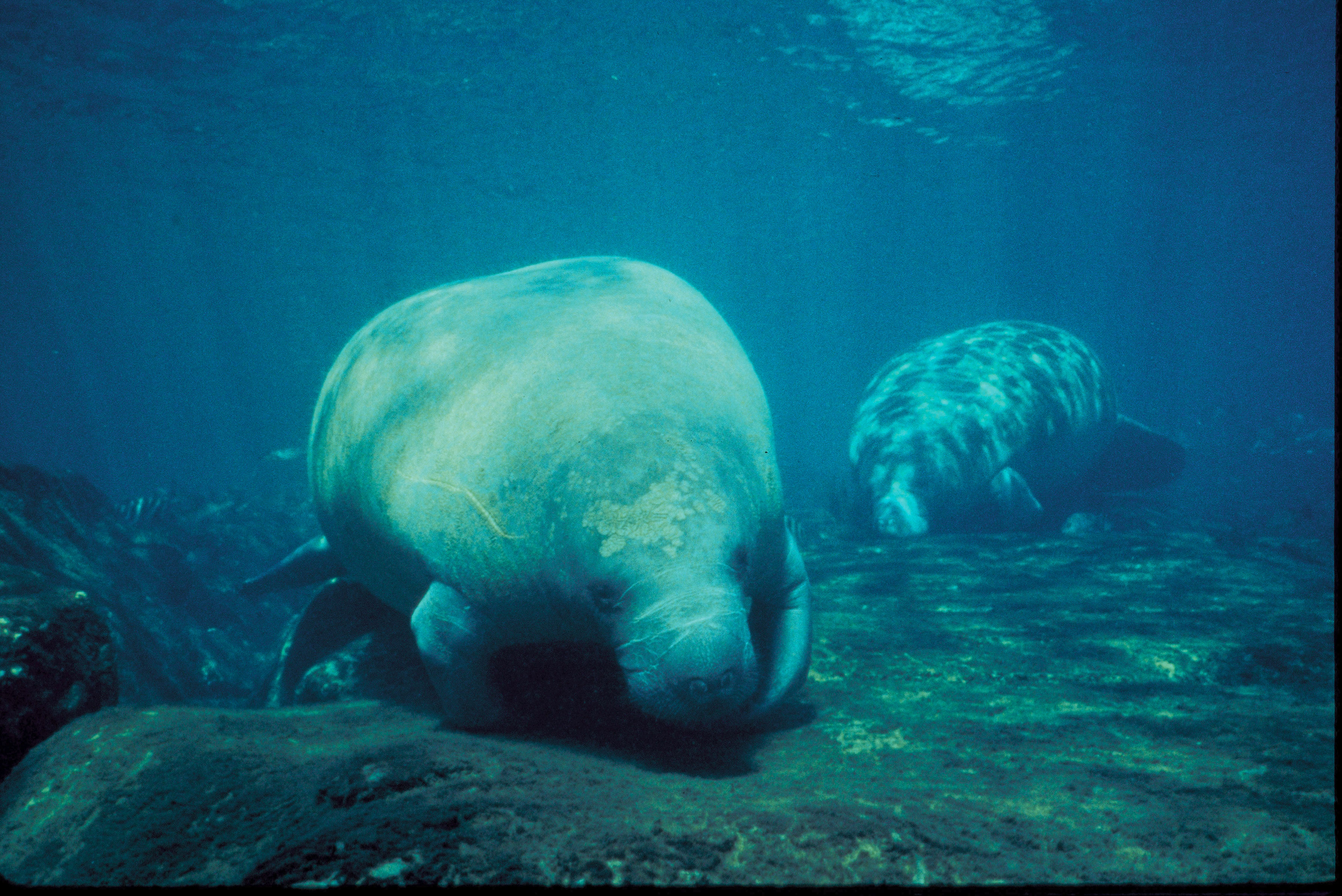 Florida manatees congregating at Crystal River National Wildlife Refuge in clear spring water