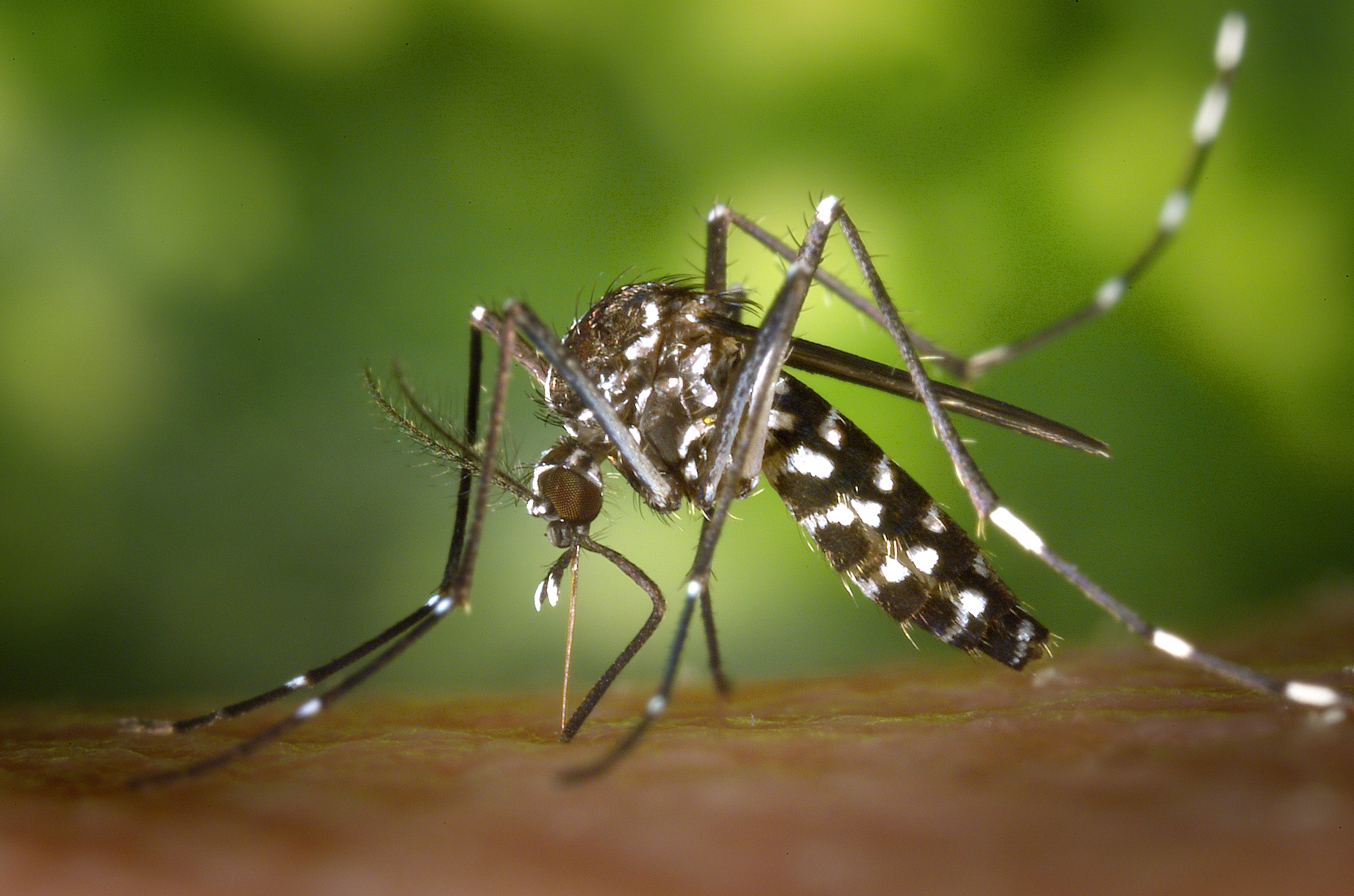 Close-up macro of Asian tiger mosquito Aedes albopictus on human skin starting a blood meal