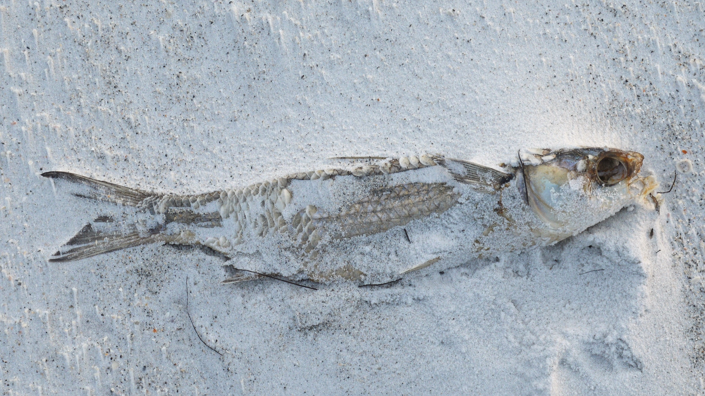 A striped mullet (Mugil cephalus), the species behind Florida's fall mullet run