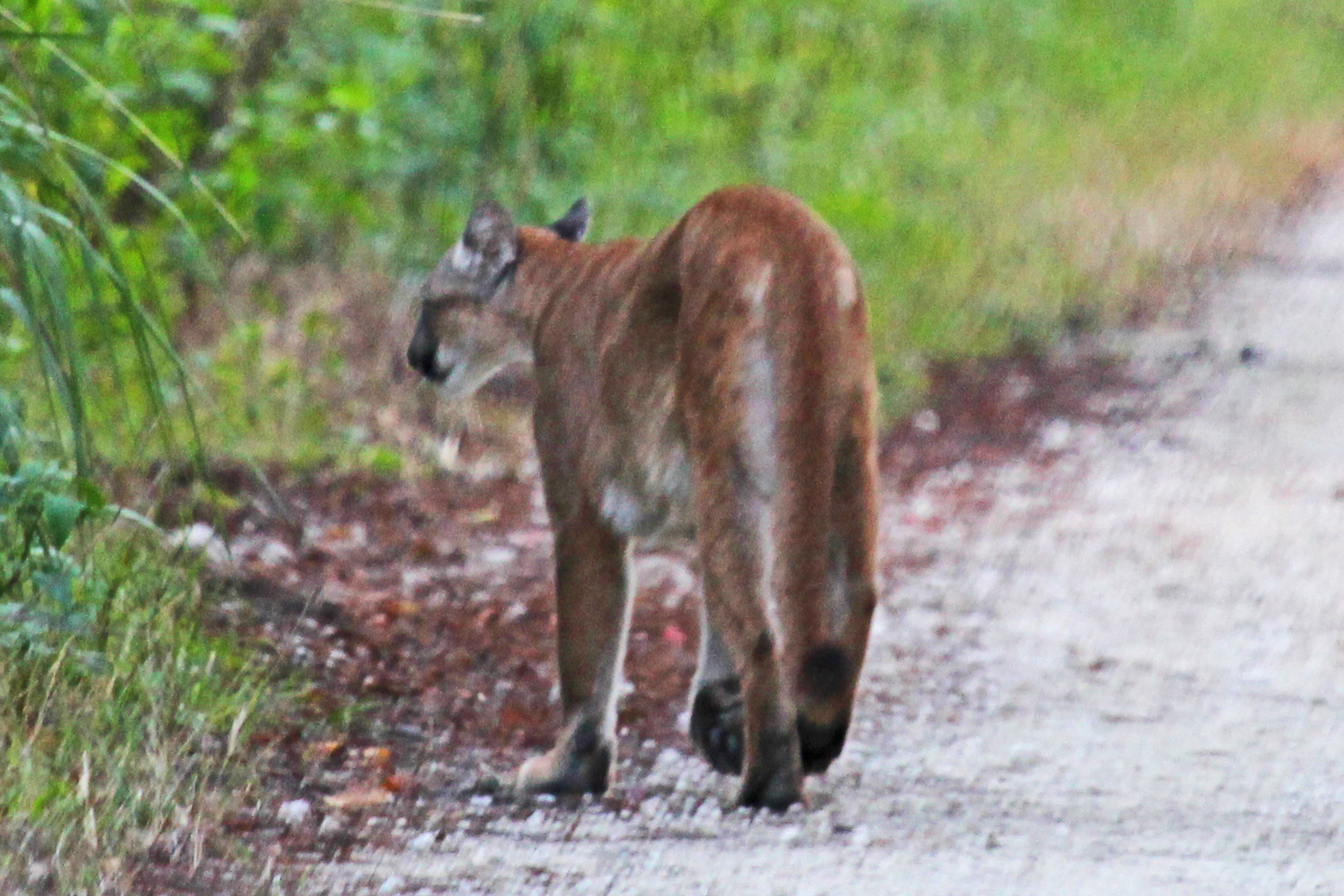 Florida panther in natural habitat at Fakahatchee Strand Preserve State Park, Collier County, Florida
