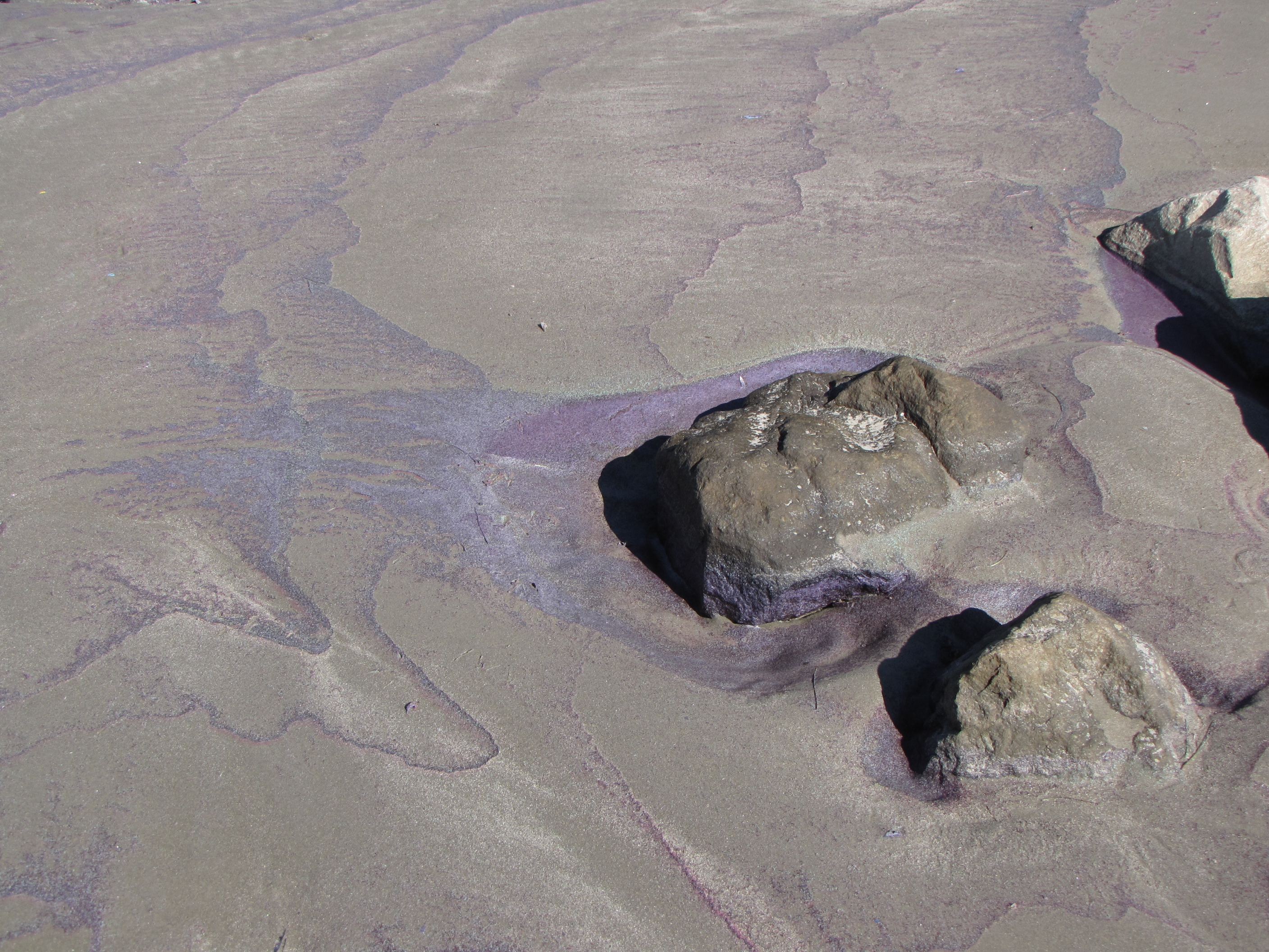 Reddish-brown algal bloom water collecting along a Florida shoreline