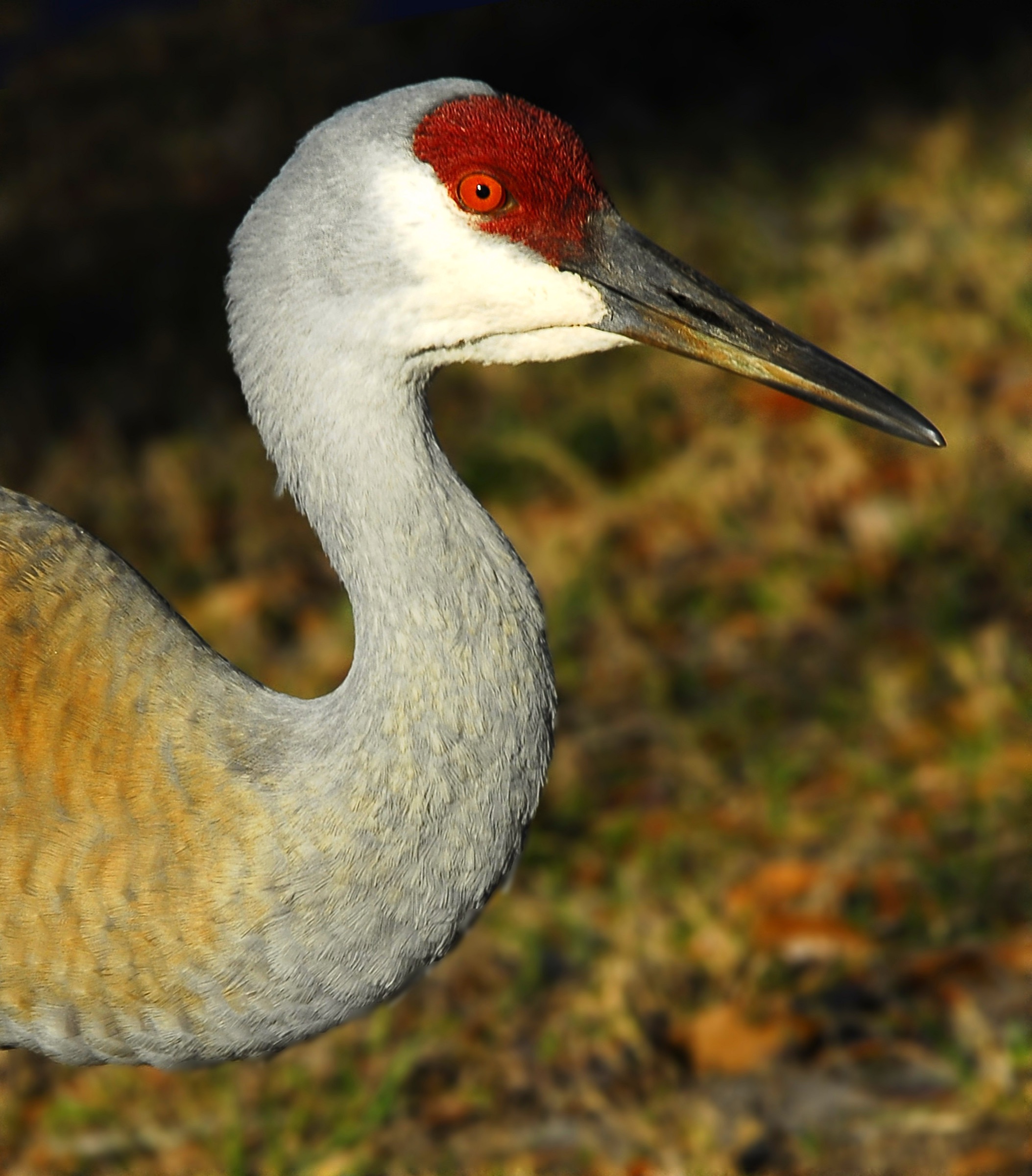 Florida sandhill crane (Antigone canadensis pratensis) adult standing upright, showing grey plumage and red forehead cap, photographed in DeBary, Florida