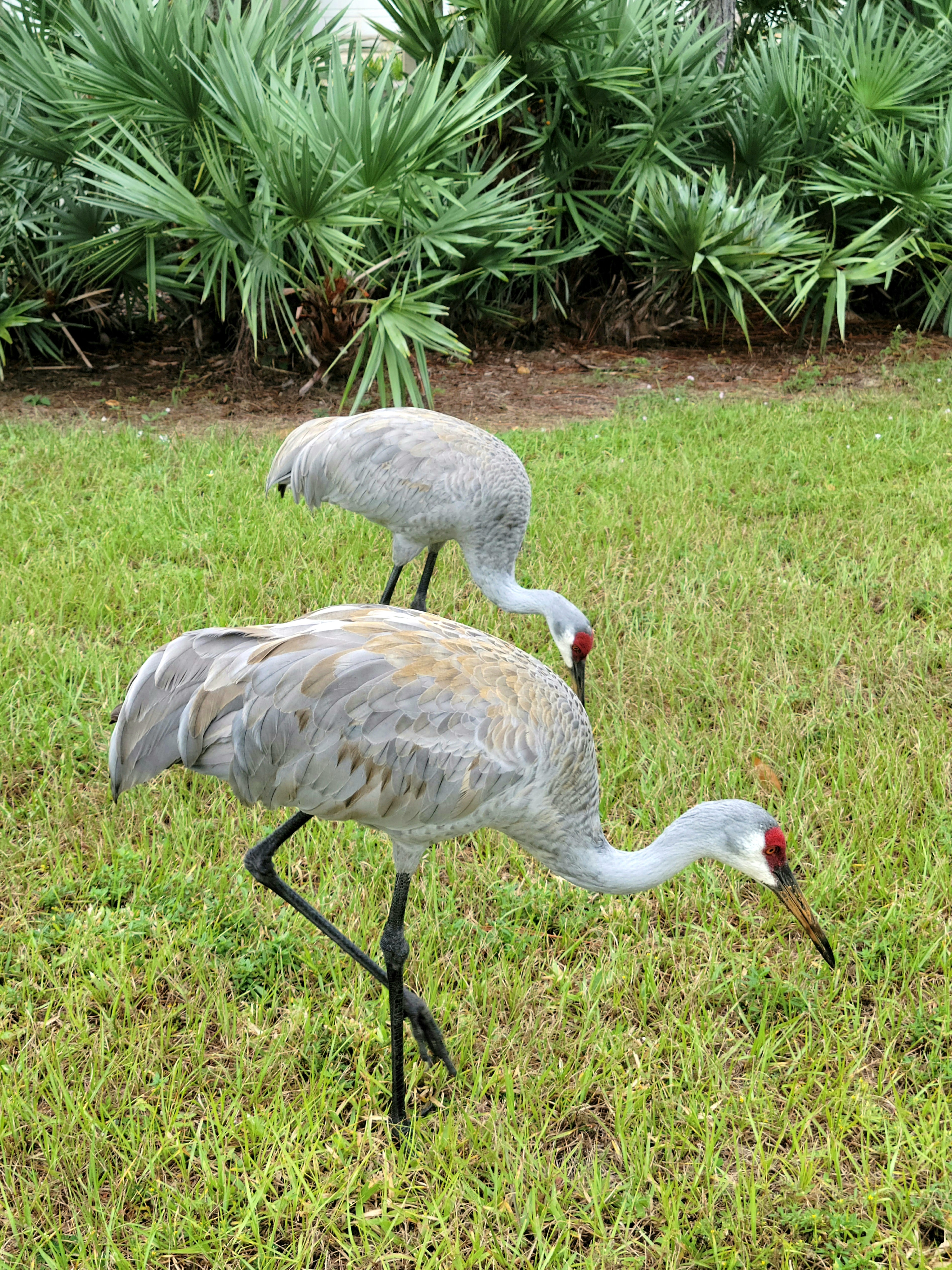 Adult Florida sandhill crane with grey body and red crown standing in open pasture