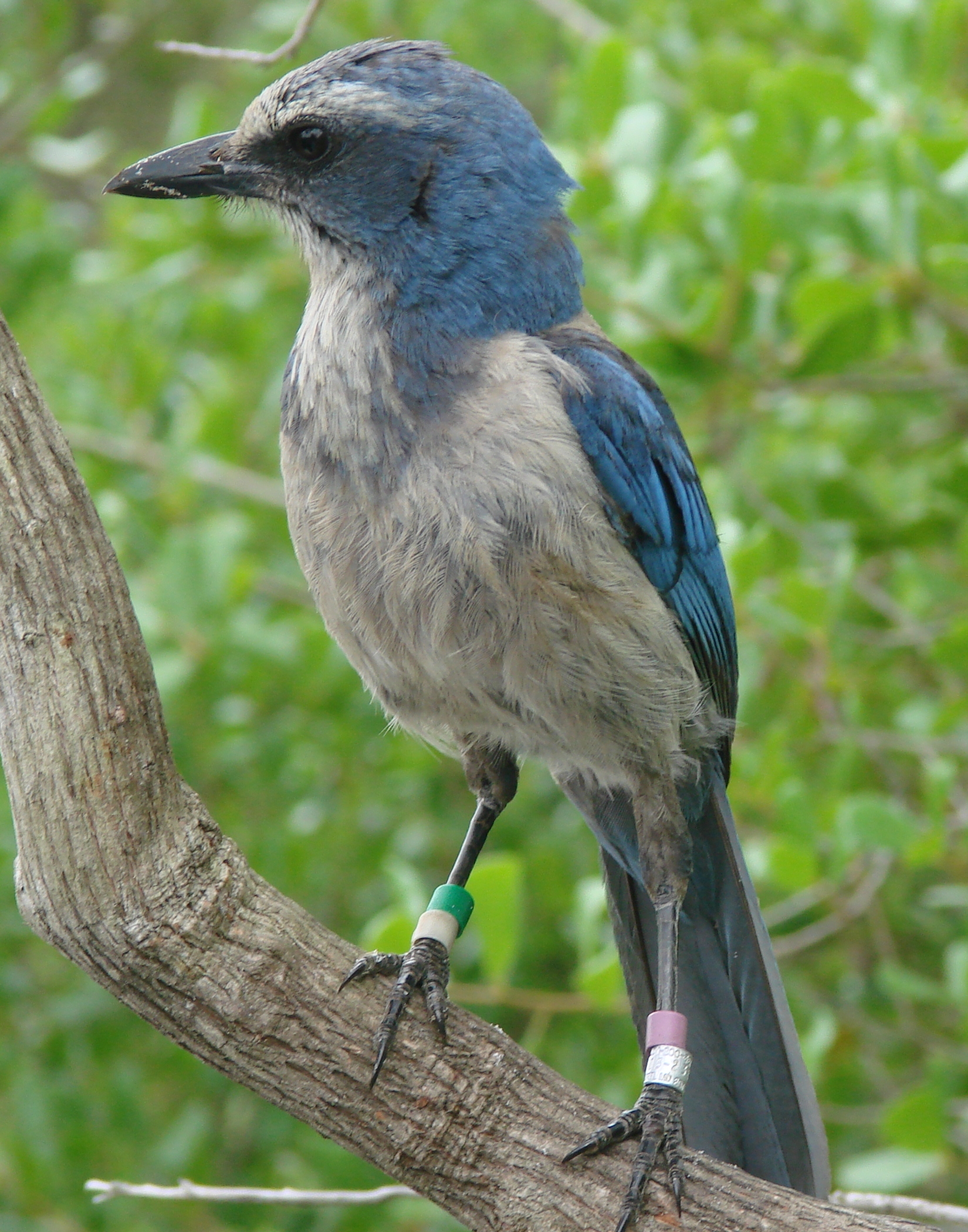 Adult Florida Scrub-Jay perched showing blue and grey plumage with white supercilium