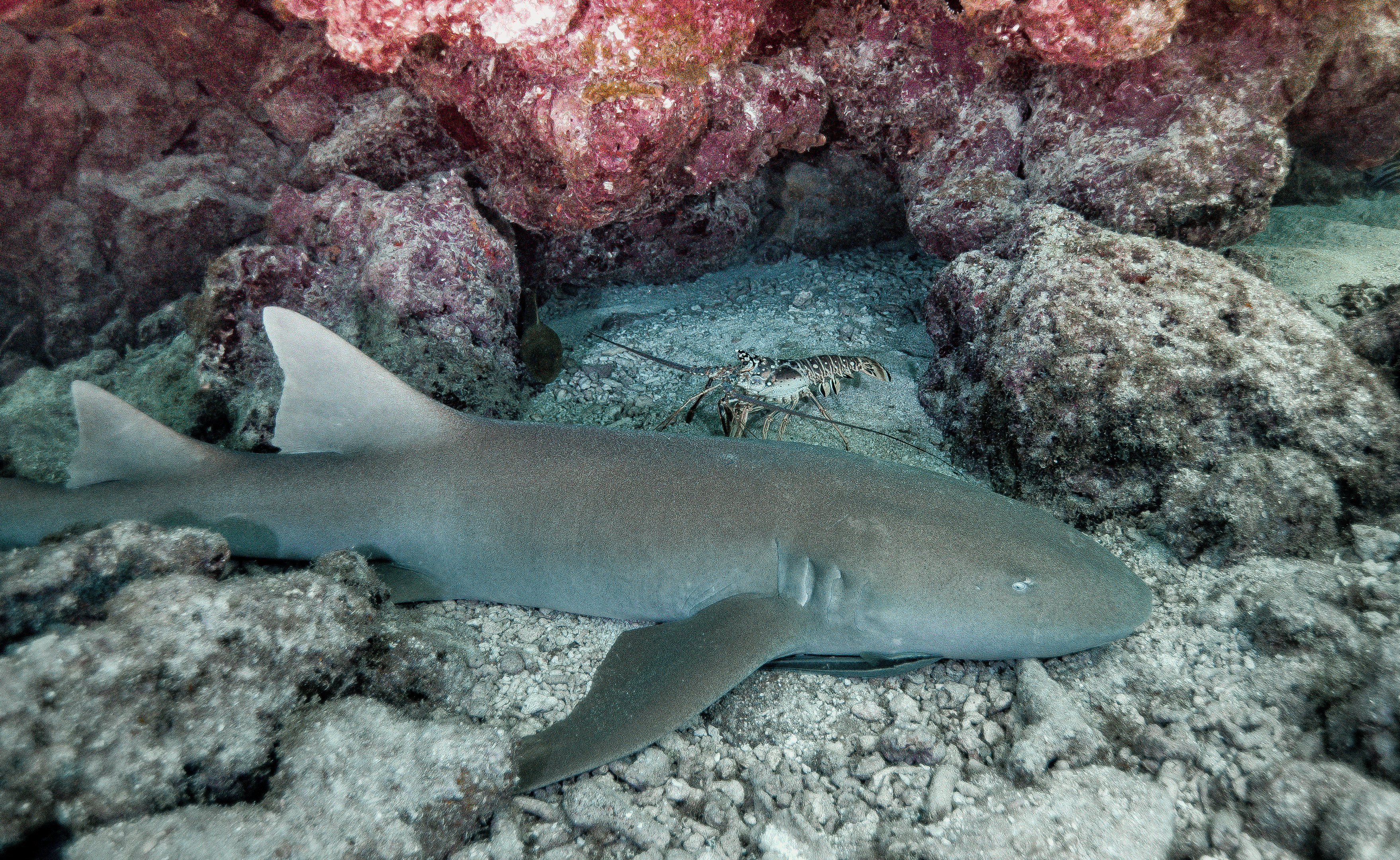 Nurse shark resting under a coral ledge with a spiny lobster in the Florida Keys National Marine Sanctuary