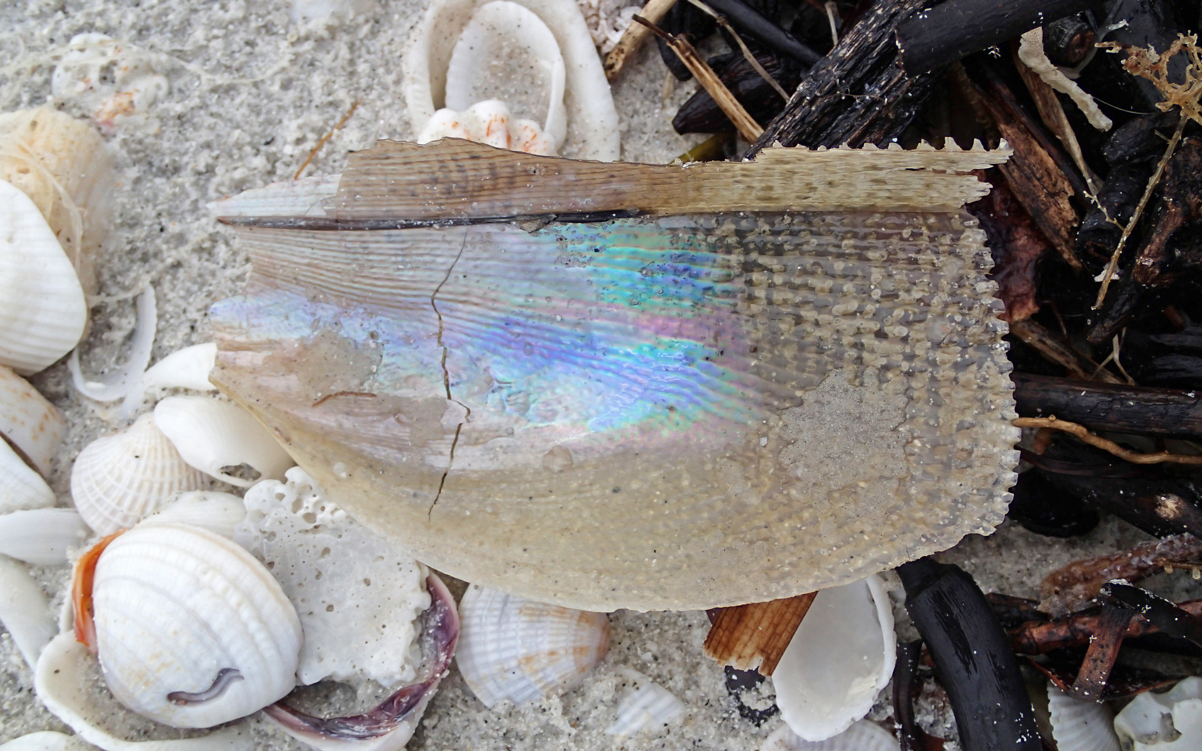 Hundreds of mollusc shells scattered across the sand at Sanibel Island
