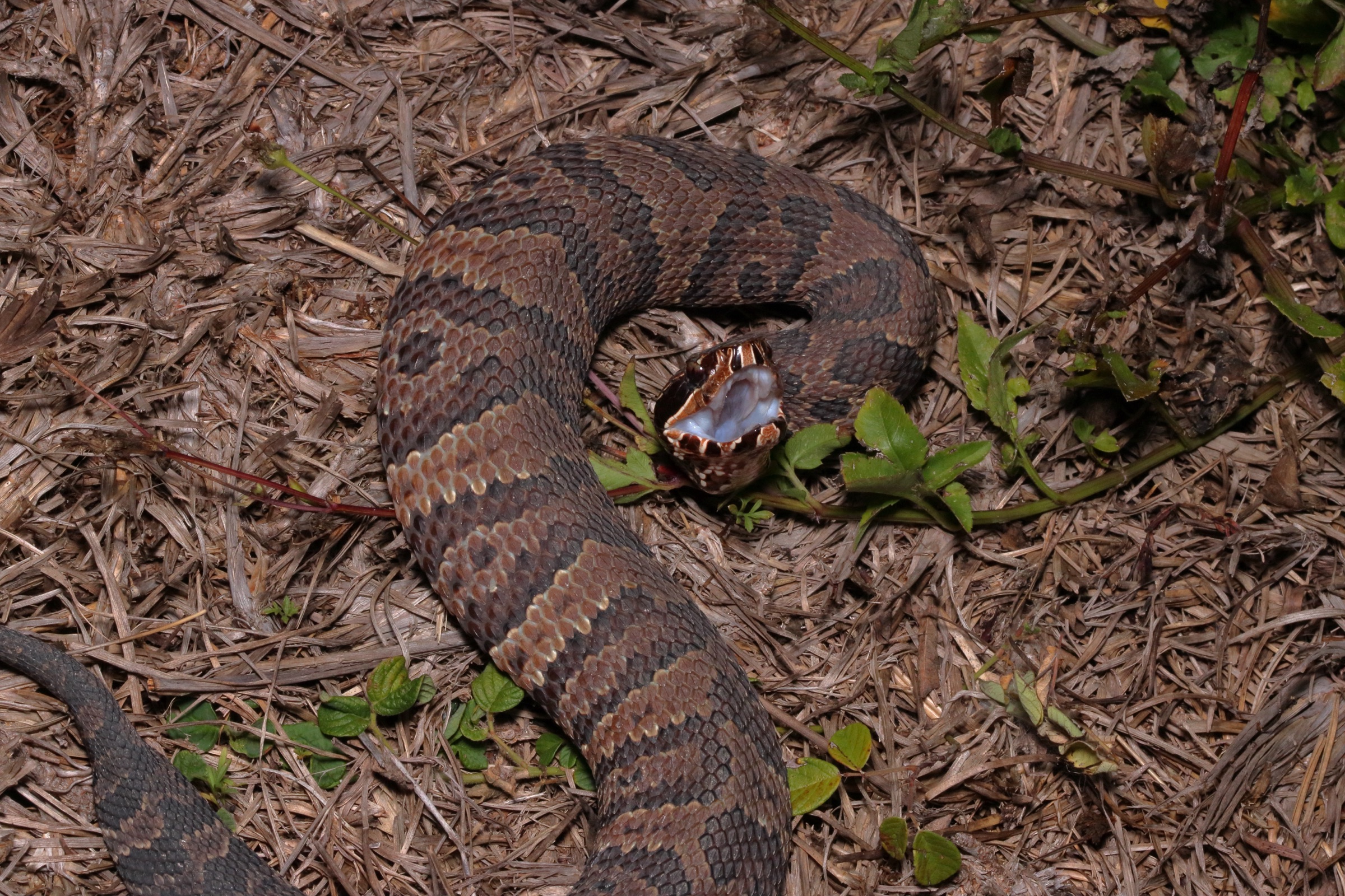 A Florida cottonmouth (Agkistrodon conanti) in natural habitat