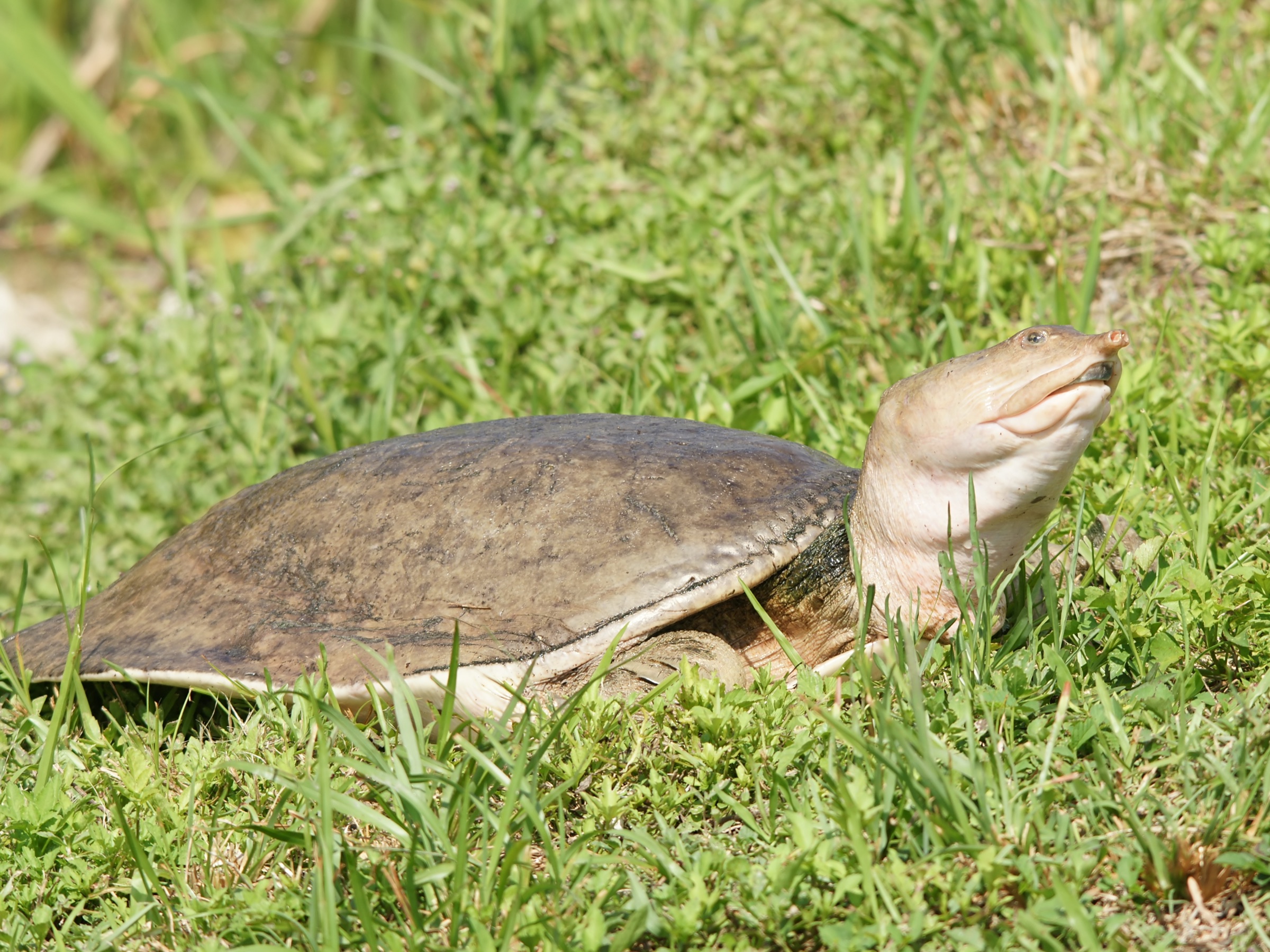 Tartaruga de casco mole da Flórida (Apalone ferox) adulta em repouso, exibindo seu característico casco coriáceo e pescoço comprido, fotografada no Parque Nacional Everglades, Flórida