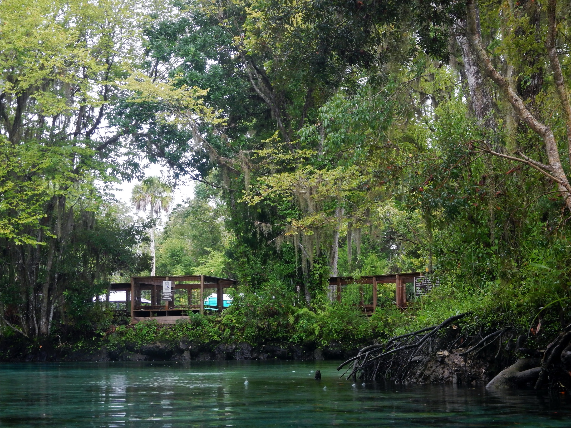The clear blue water of Three Sisters Springs at Crystal River