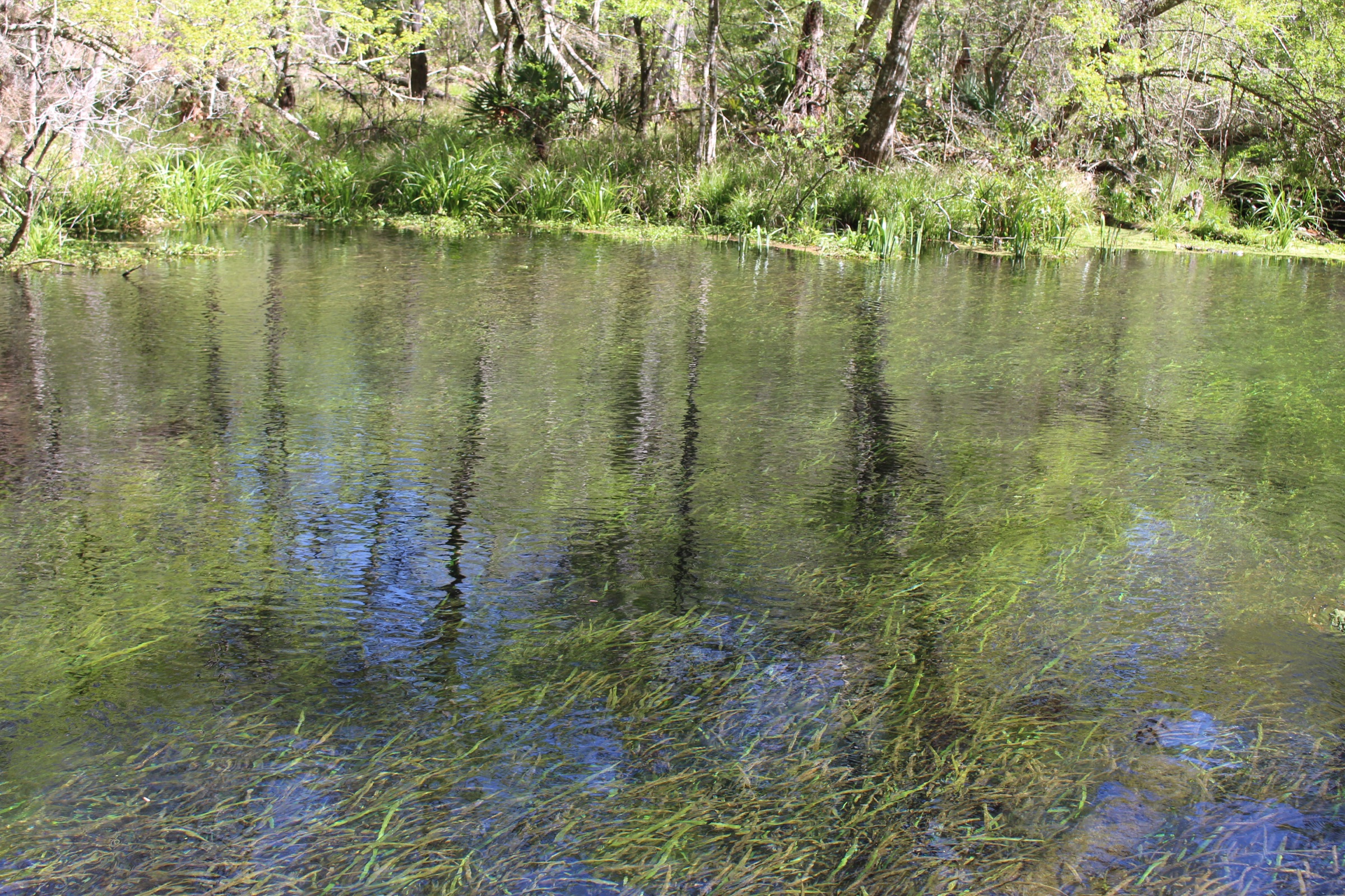 Clear spring-fed water over submerged grass beds at the Ichetucknee River