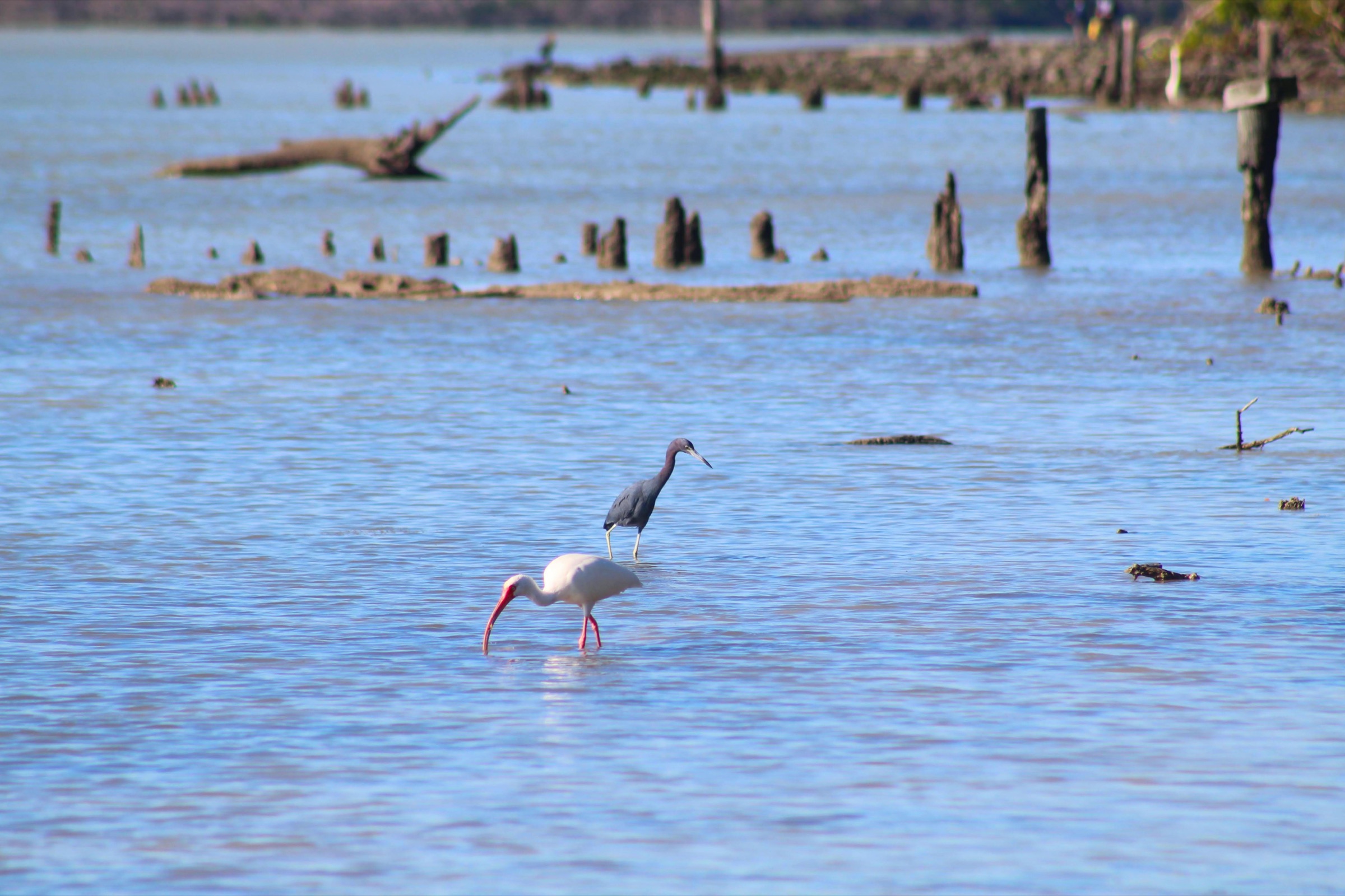An ibis and a Little Blue Heron wading together in the shallow tidal waters of Florida Bay