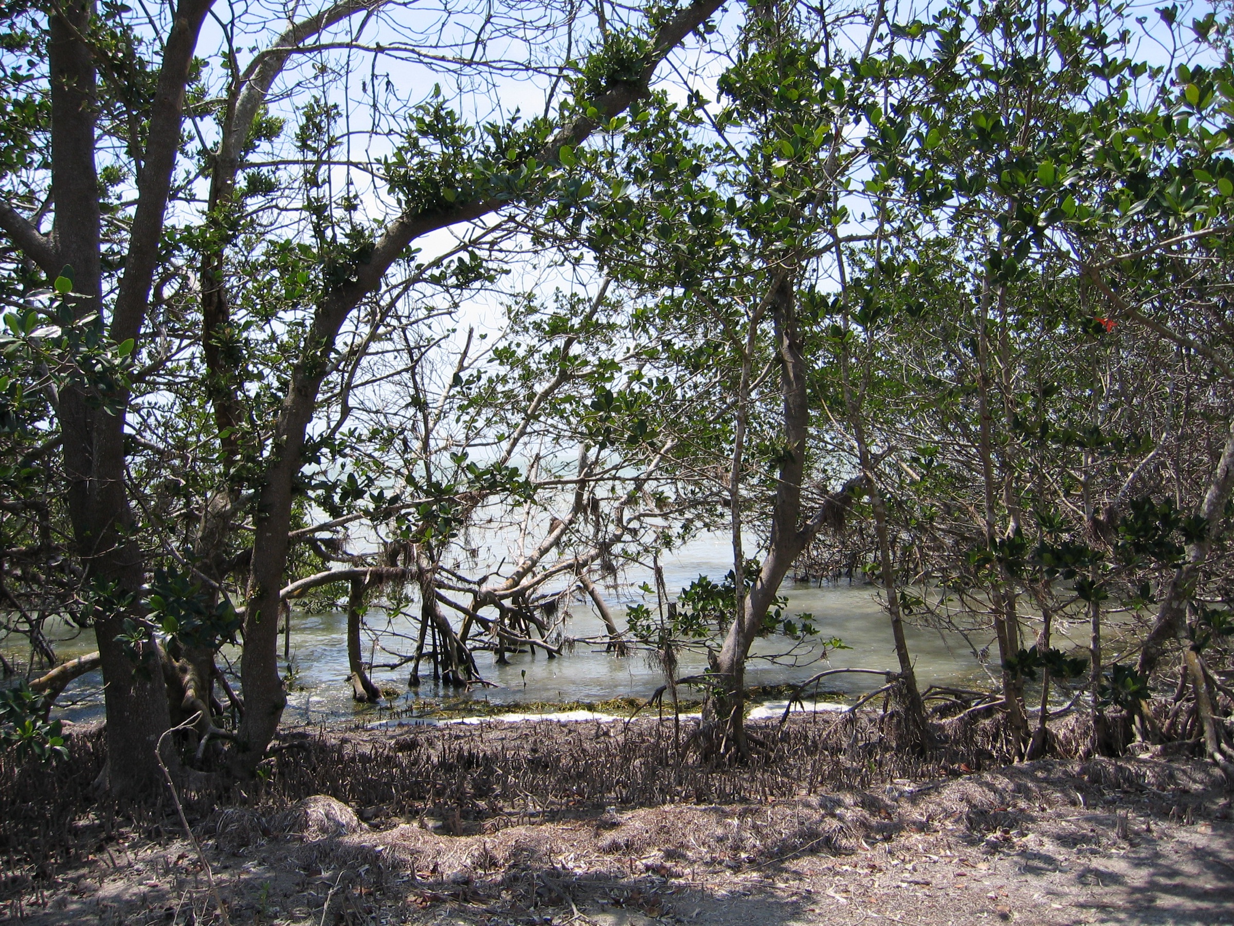 Mangrove prop-roots exposed at low tide in Everglades National Park