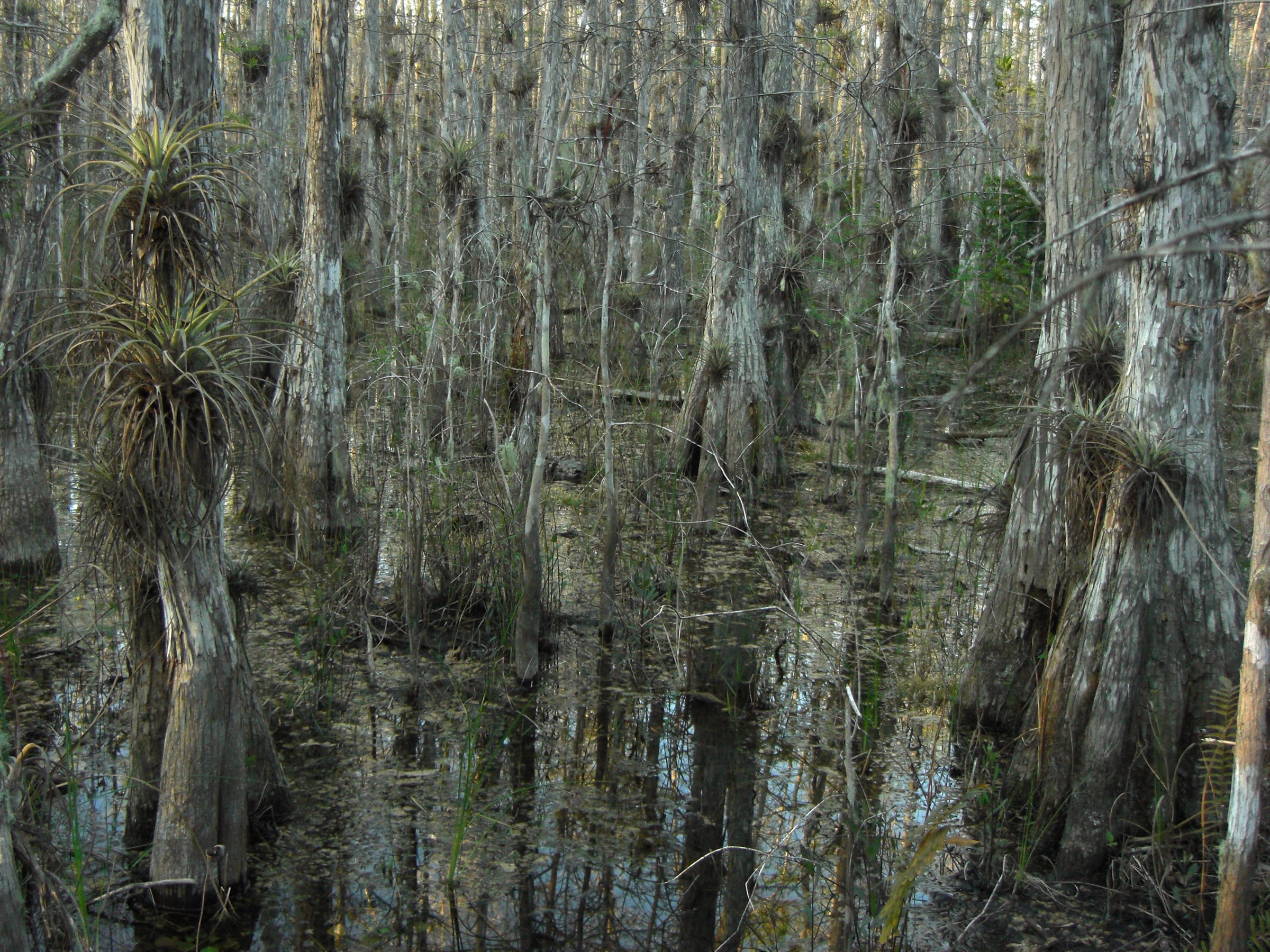 Bald cypress trees rising from dark still water in the Big Cypress National Preserve swamp, southern Florida