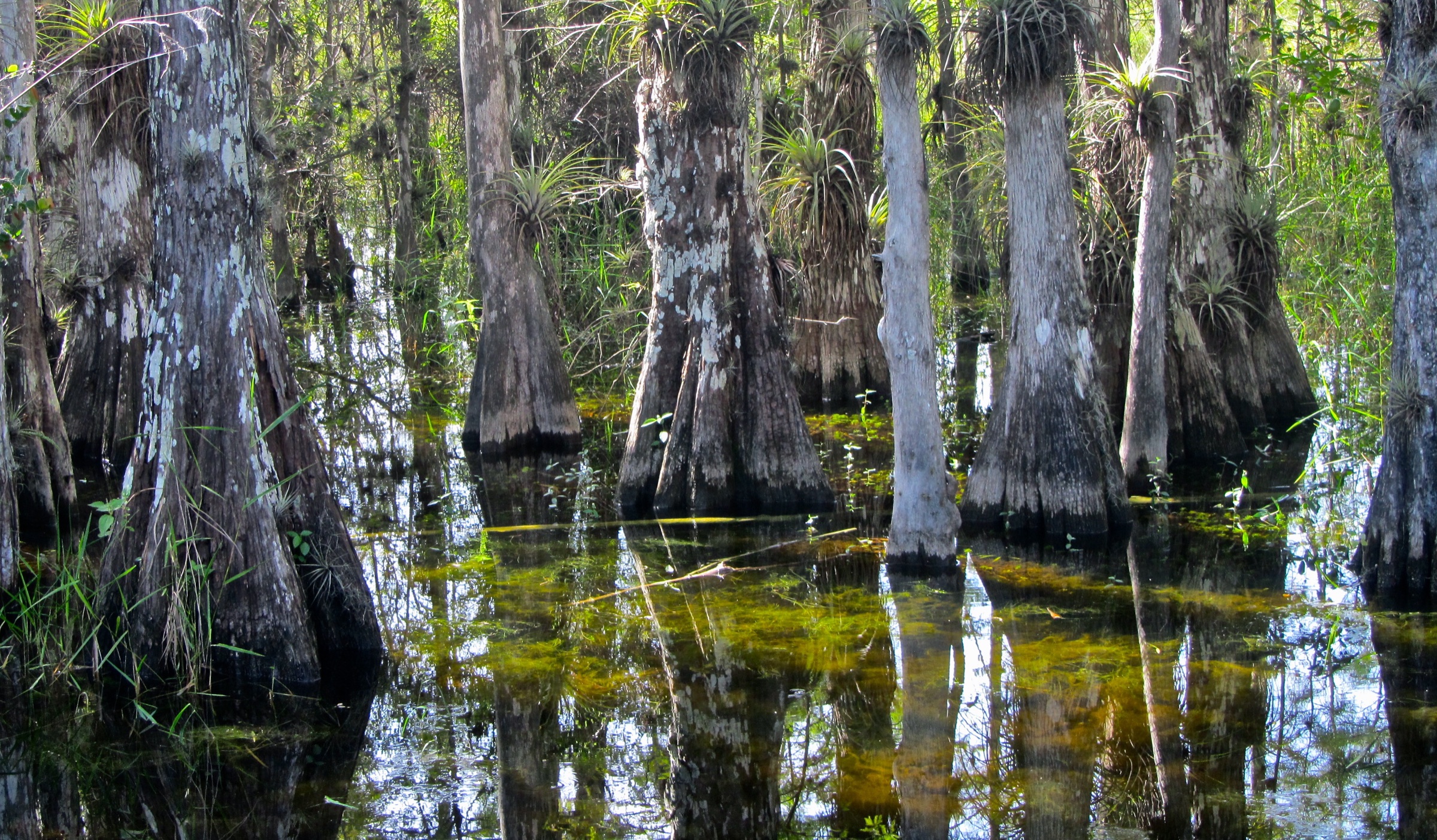 Flooded bald cypress strand in Big Cypress National Preserve