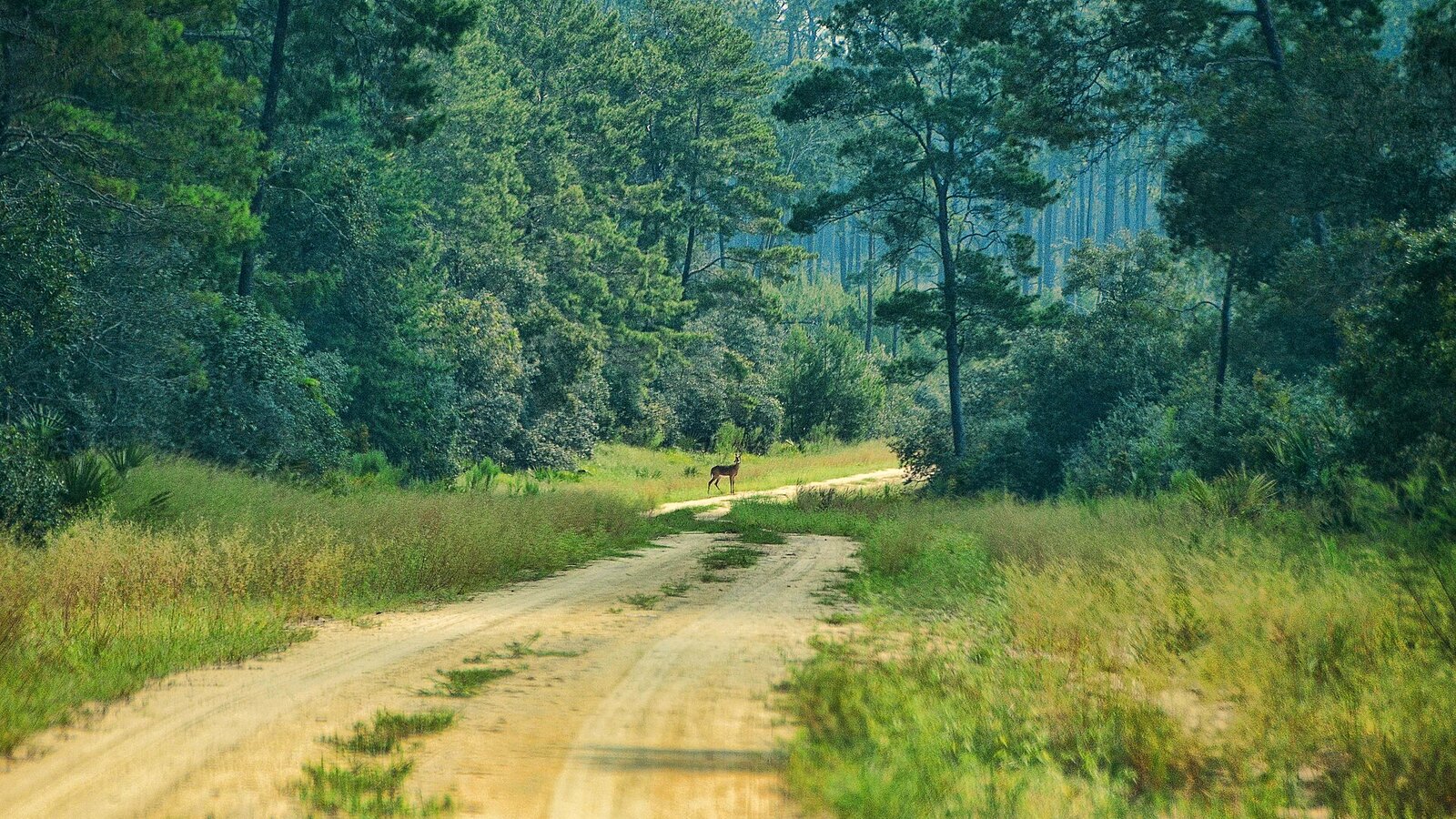 Long-distance hiker on a sandy trail through open pine forest with afternoon sun and a yellow trail blaze on a tree trunk