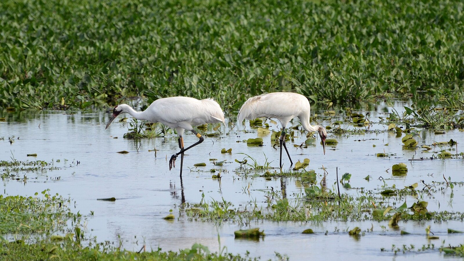 Tall white whooping crane with black wingtips standing in shallow Florida wetland