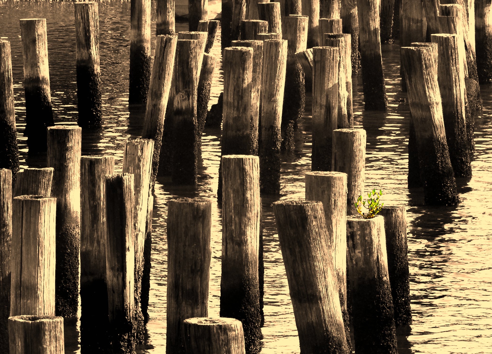 Viejos pilotes de madera en Cedar Key, en la costa del Golfo del Big Bend de Florida