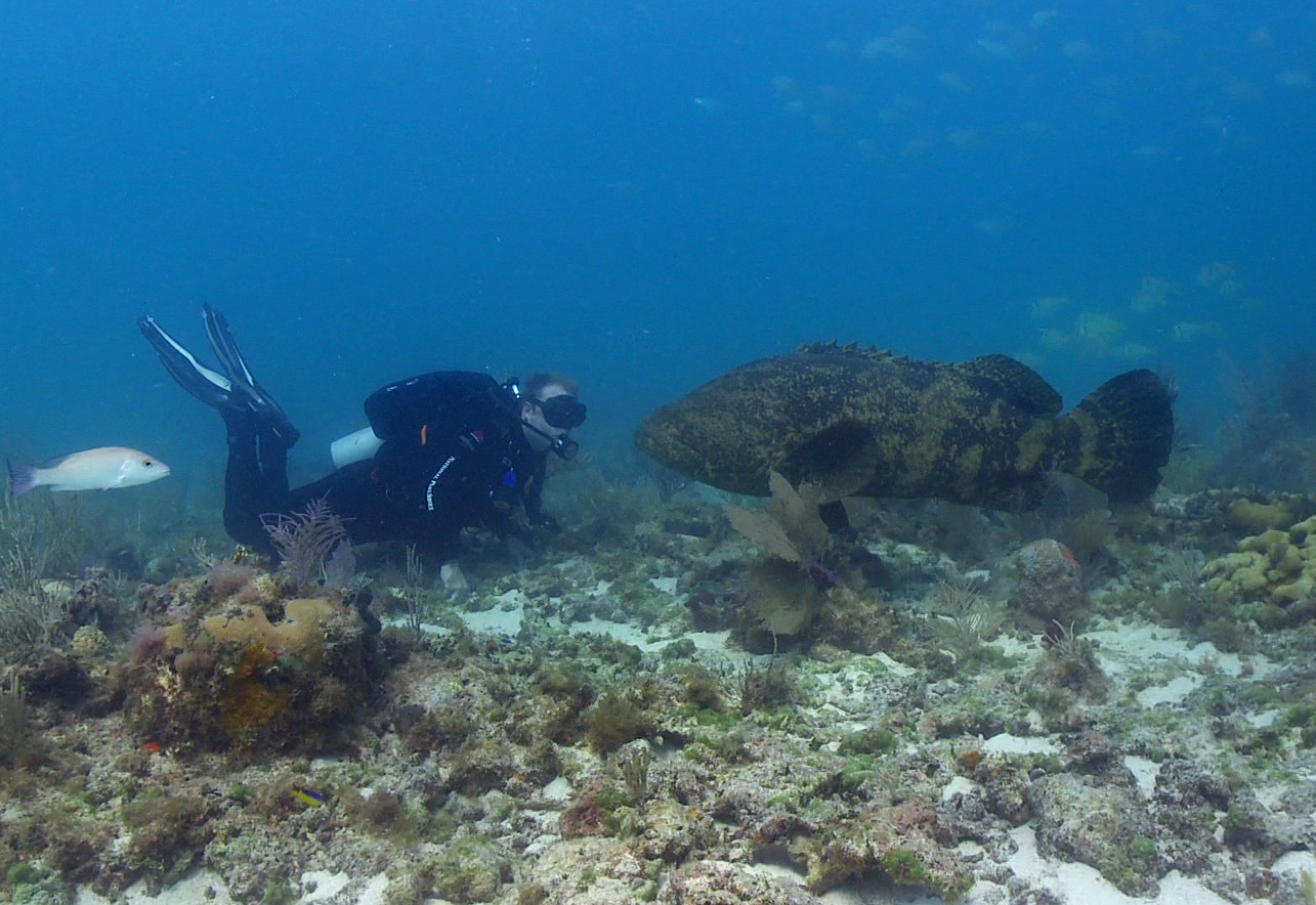 Goliath grouper (Epinephelus itajara) — a massive adult fish hovering near a scuba diver in clear blue water at Dry Tortugas National Park, Florida, illustrating the species' enormous size