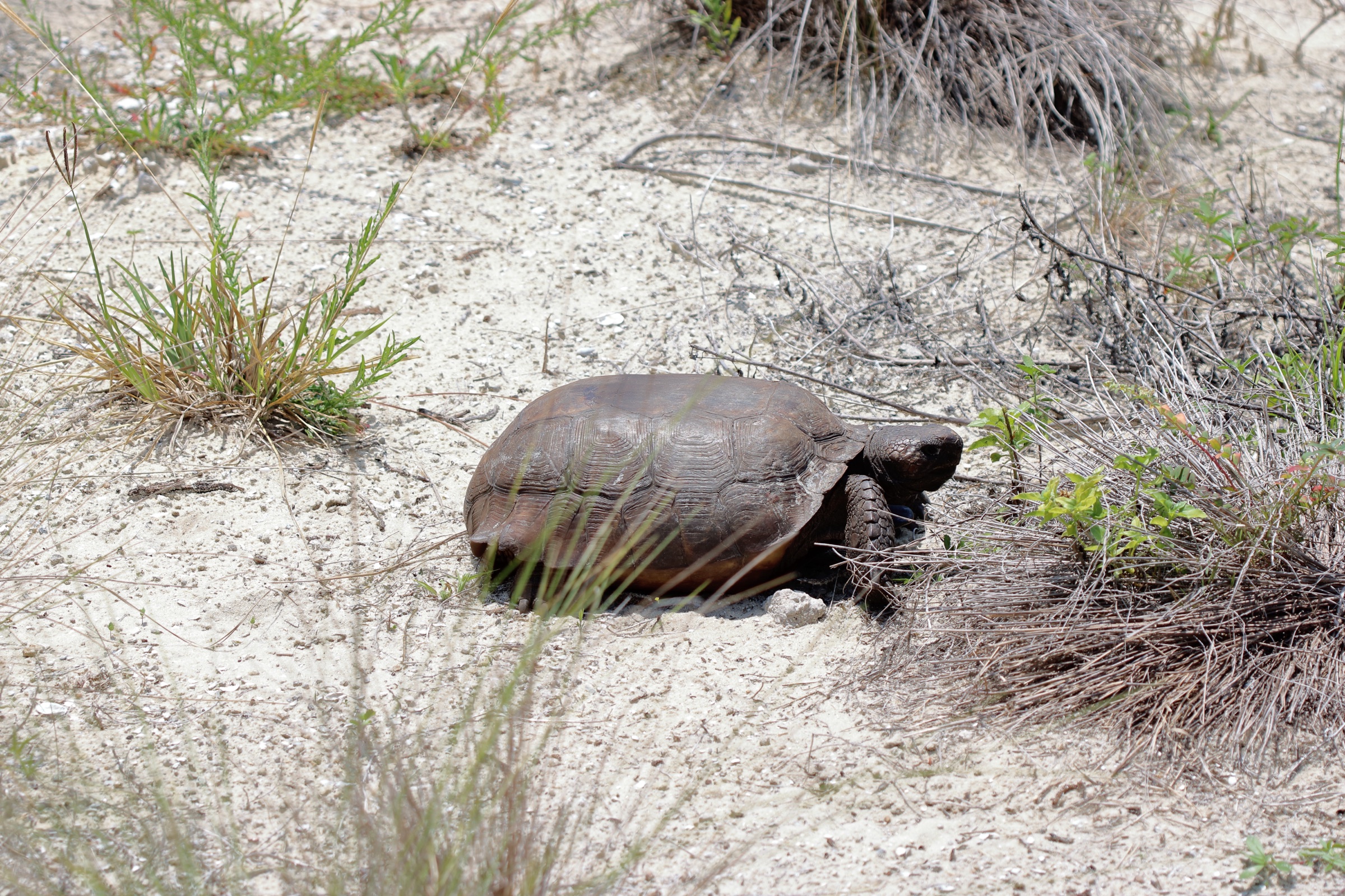 Tortuga gopher (Gopherus polyphemus) fotografiada en el condado de Palm Beach, Florida, mostrando el característico caparazón abovedado y los robustos miembros anteriores adaptados para cavar