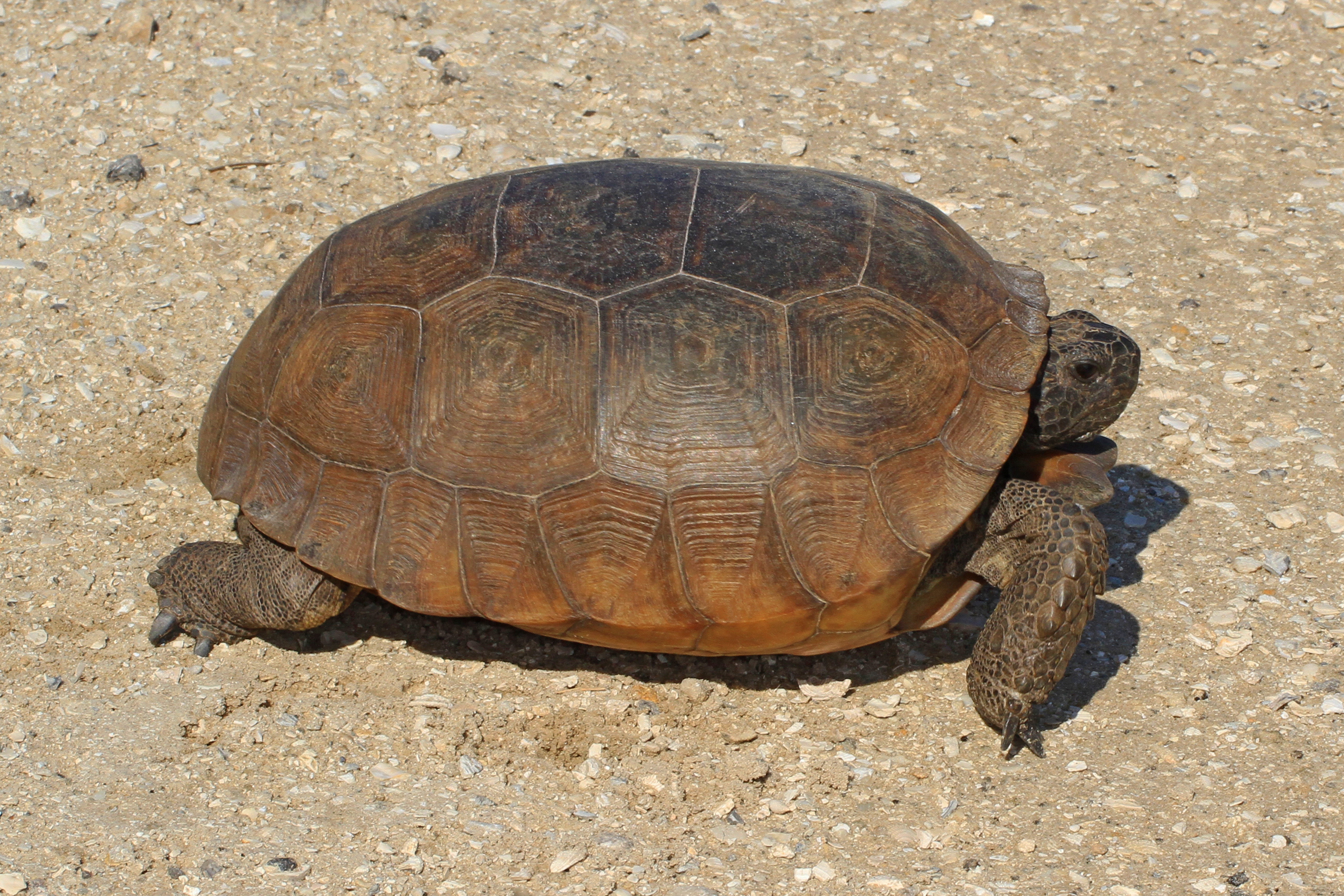 Gopher tortoise (Gopherus polyphemus) walking across sandy scrub habitat at Lake June-in-Winter Scrub State Park, Florida, with dome-shaped shell and elephantine front legs visible