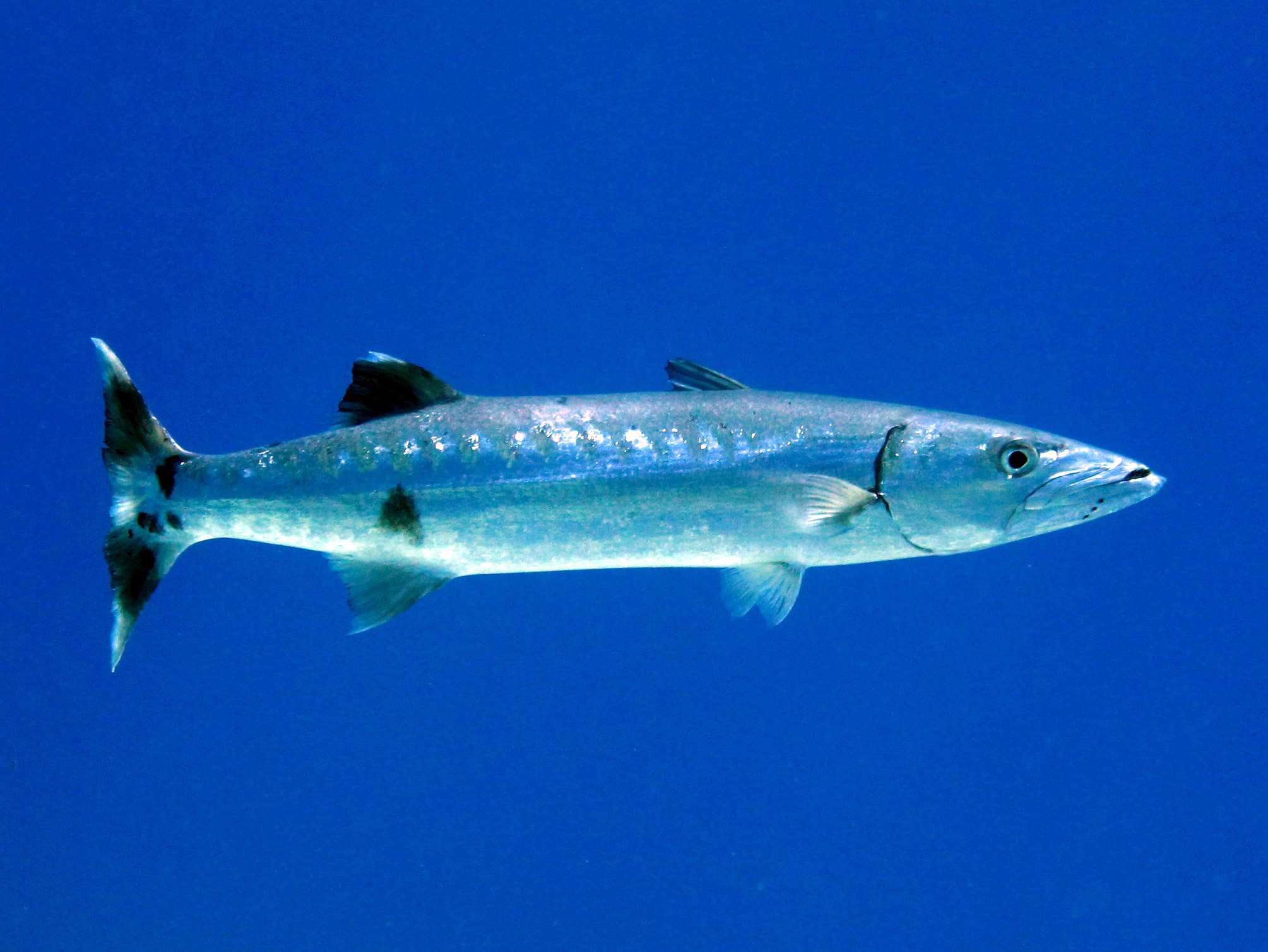 A great barracuda, a long silver torpedo-shaped reef predator, photographed underwater