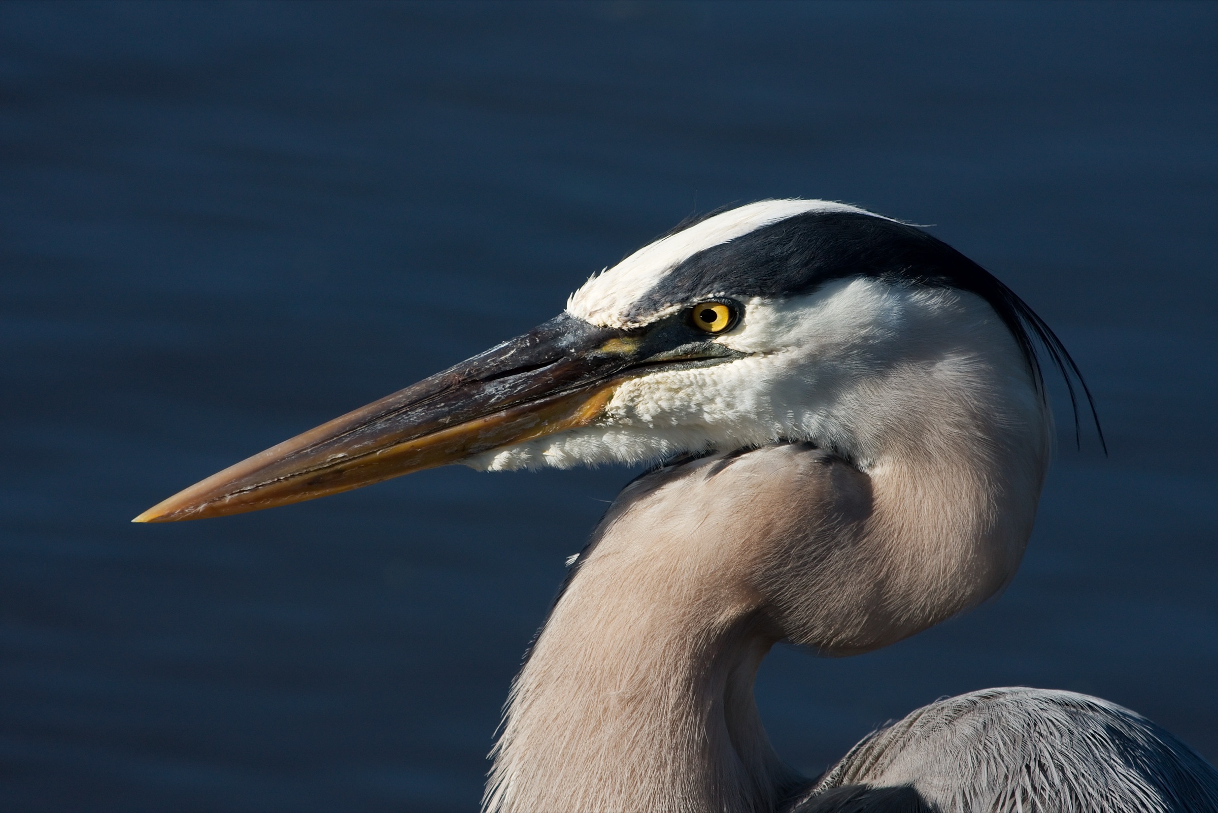Fotografia em close da cabeça e pescoço de uma Garça-Azul-Americana (Ardea herodias), mostrando a característica plumagem azul-acinzentada e o olho amarelo