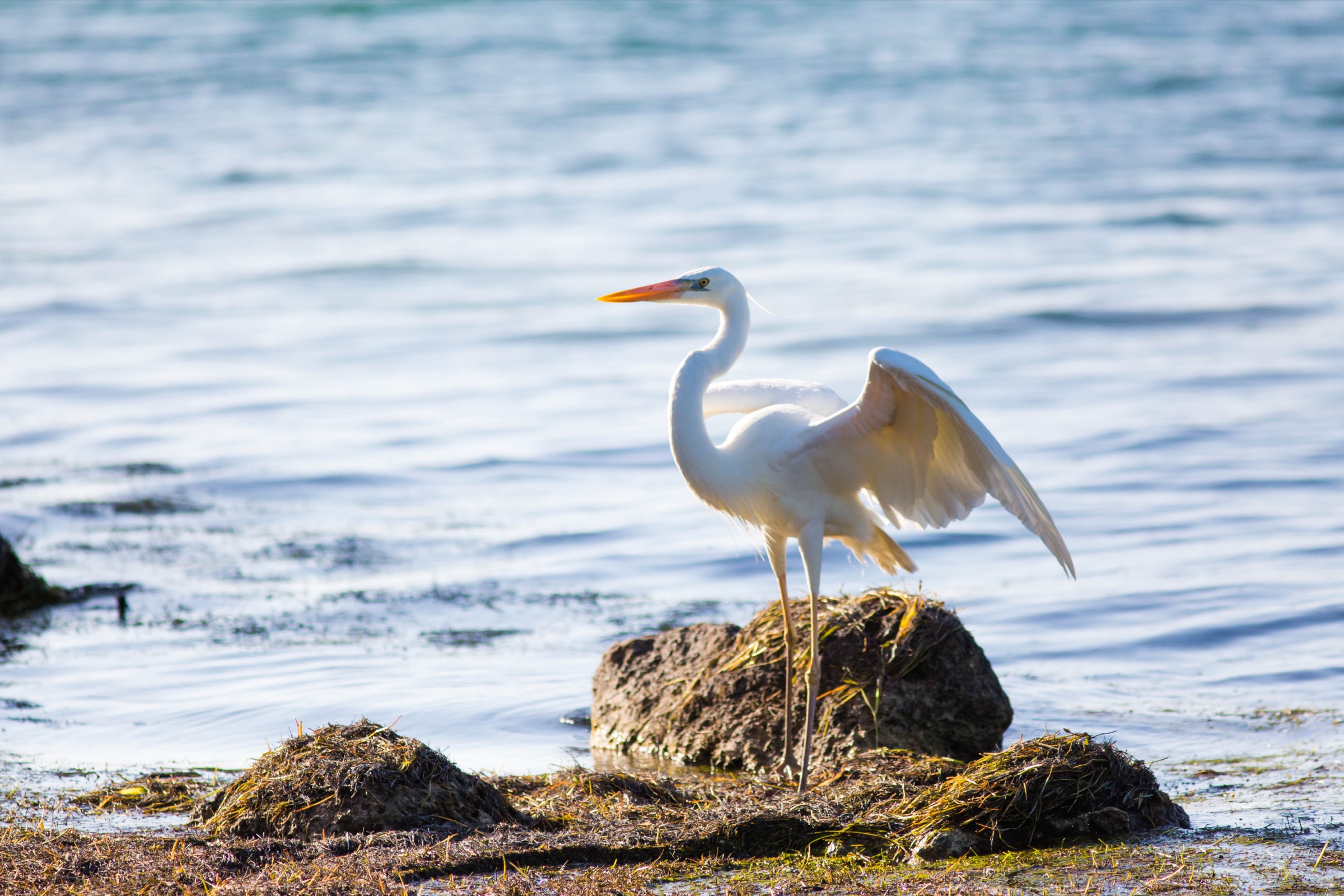 A Great White Heron standing on a rocky shoreline in the Florida Keys