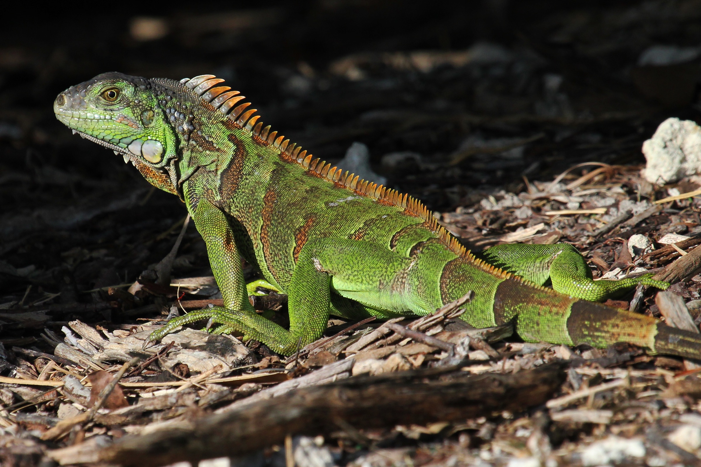 A large green iguana basking, showing its dewlap, spiny crest, and banded tail