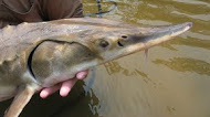Esturjão do Golfo (Acipenser oxyrinchus desotoi) fotografado pelo Serviço de Pesca e Vida Silvestre dos EUA