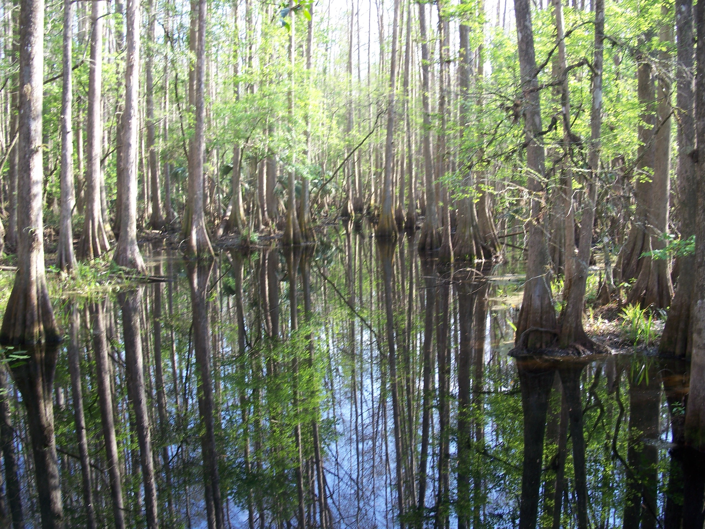 Old-growth bald cypress swamp along the Swamp Trail at Highlands Hammock State Park