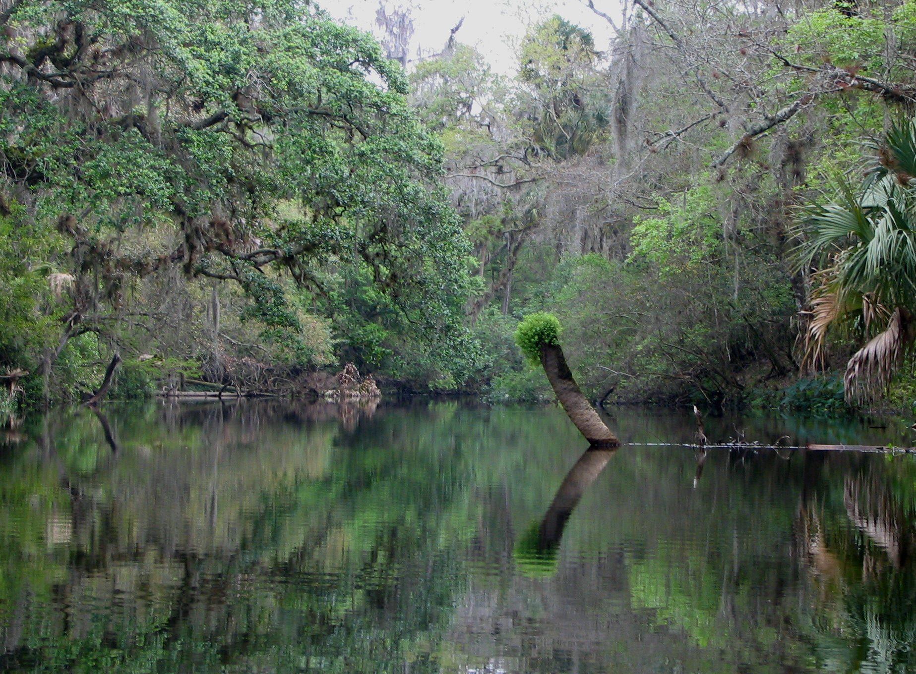 Caiaques remando no tranquilo Hillsborough River margeado por árvores na Flórida
