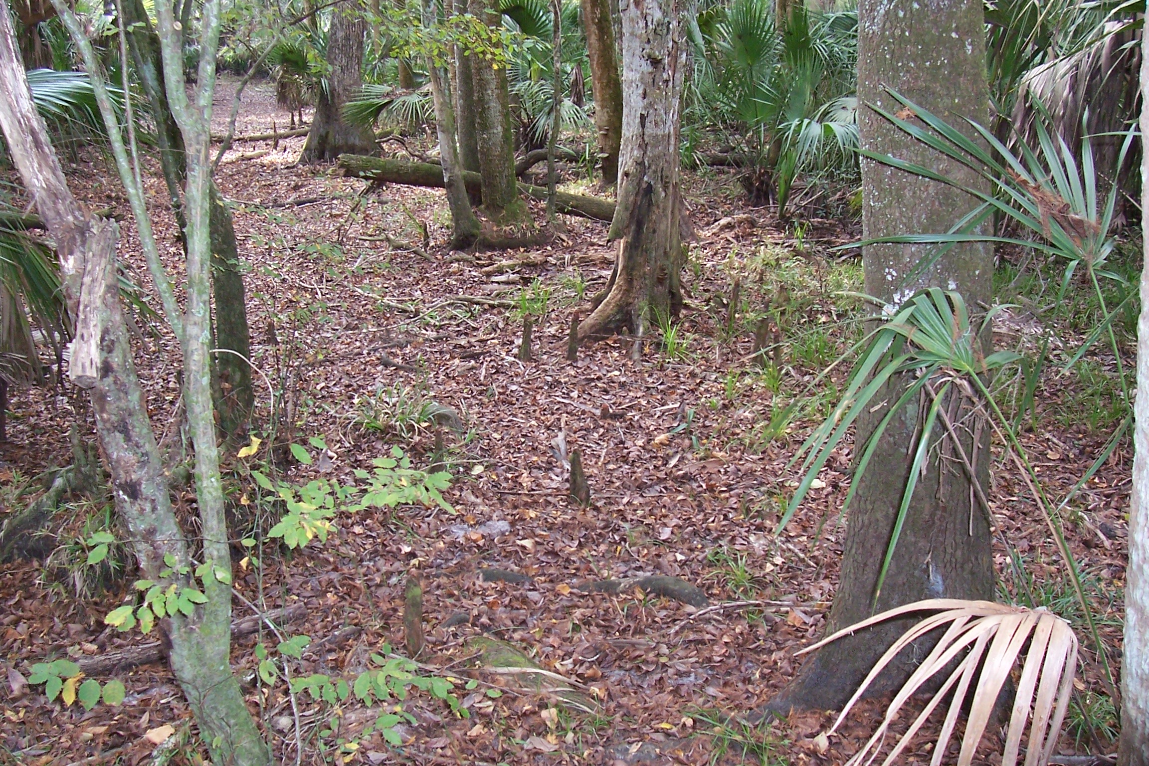 The Hillsborough River flowing through dense subtropical hammock in Hillsborough River State Park, Florida