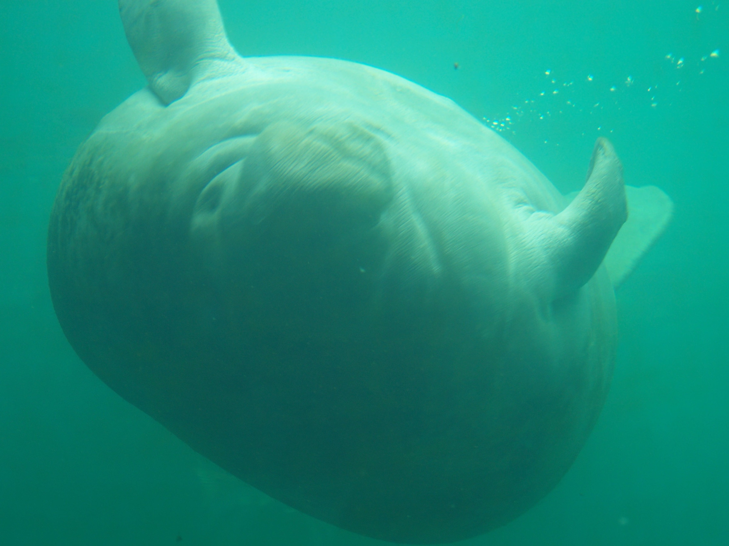 Um peixe-boi da Flórida visto pelo observatório subaquático do Parque Estadual Homosassa Springs Wildlife, Flórida