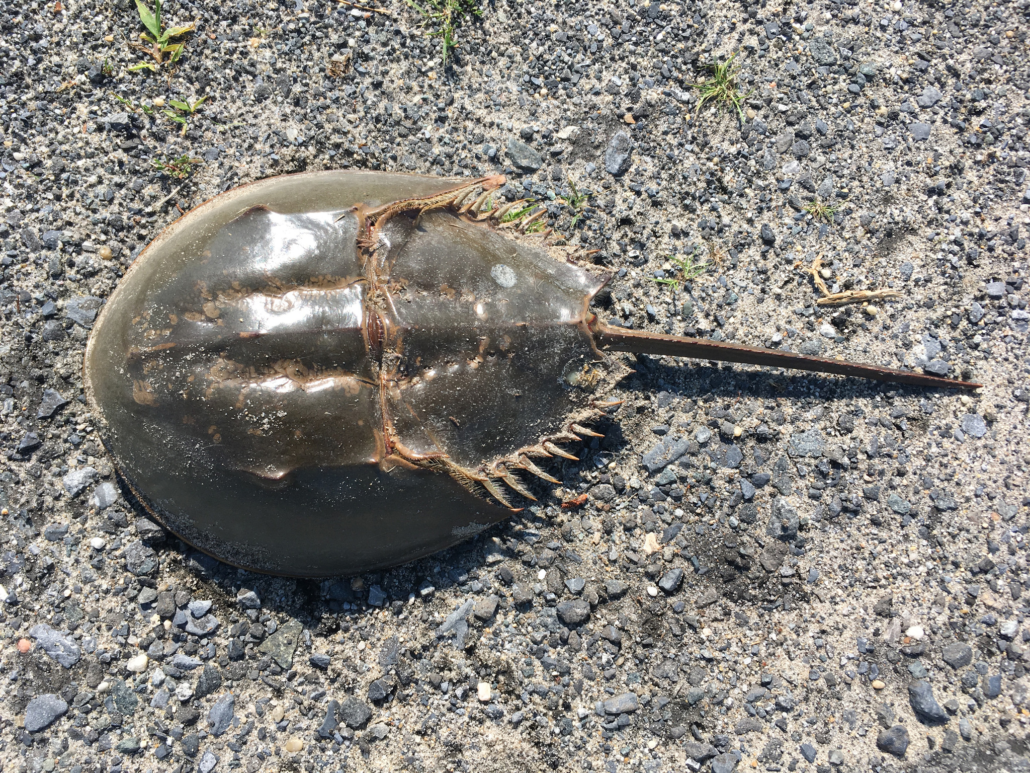 Atlantic horseshoe crab Limulus polyphemus on a sandy beach showing domed carapace and tail spike