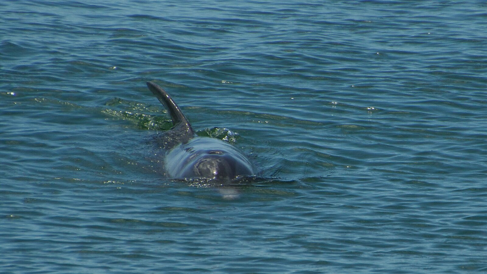 Bottlenose dolphin pod surfacing in calm Indian River Lagoon at sunrise