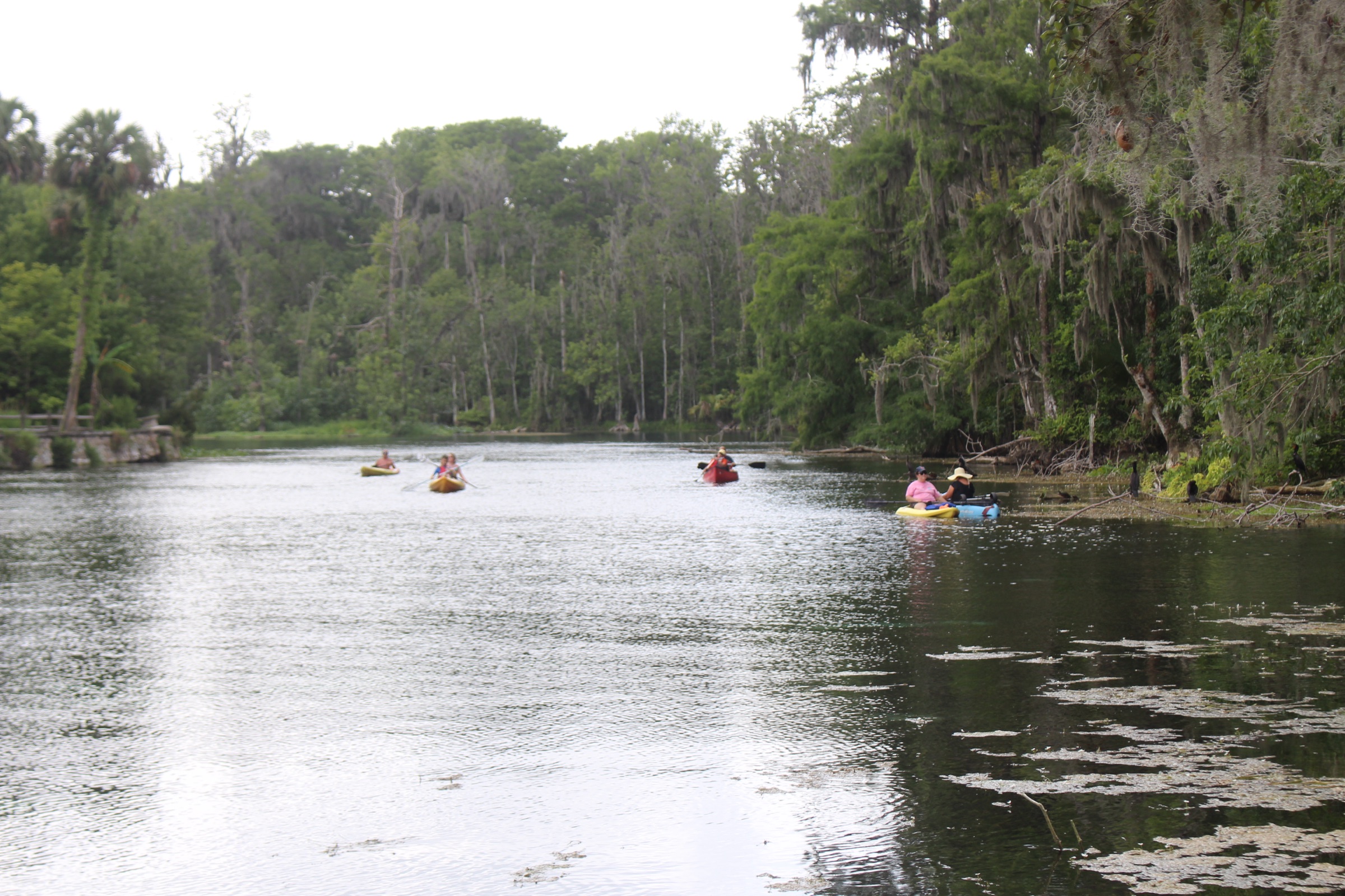 Dos kayakistas remando por las transparentes aguas turquesas del Silver Springs State Park en Florida