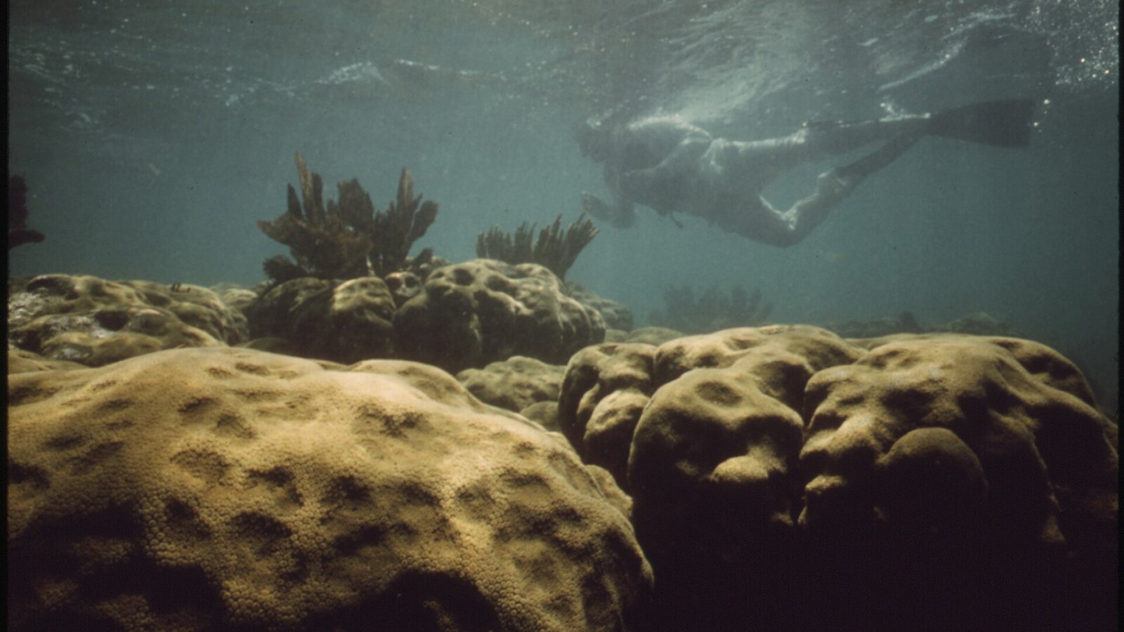Snorkeler above shallow coral reef with sergeant major fish at John Pennekamp Coral Reef State Park
