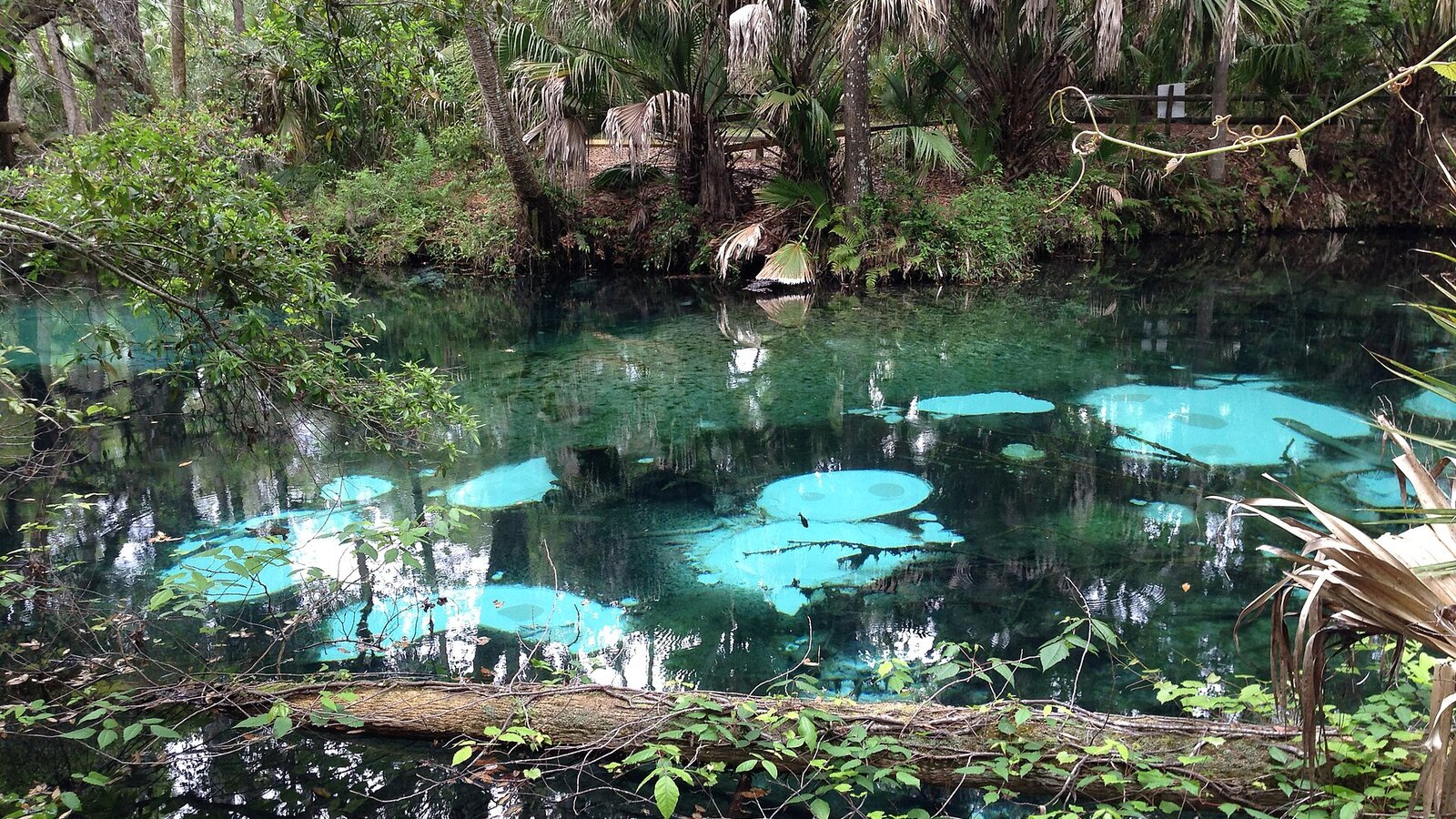 Narrow clear creek through dense subtropical jungle with overhanging palmettos and cypress, sunlight filtering through canopy