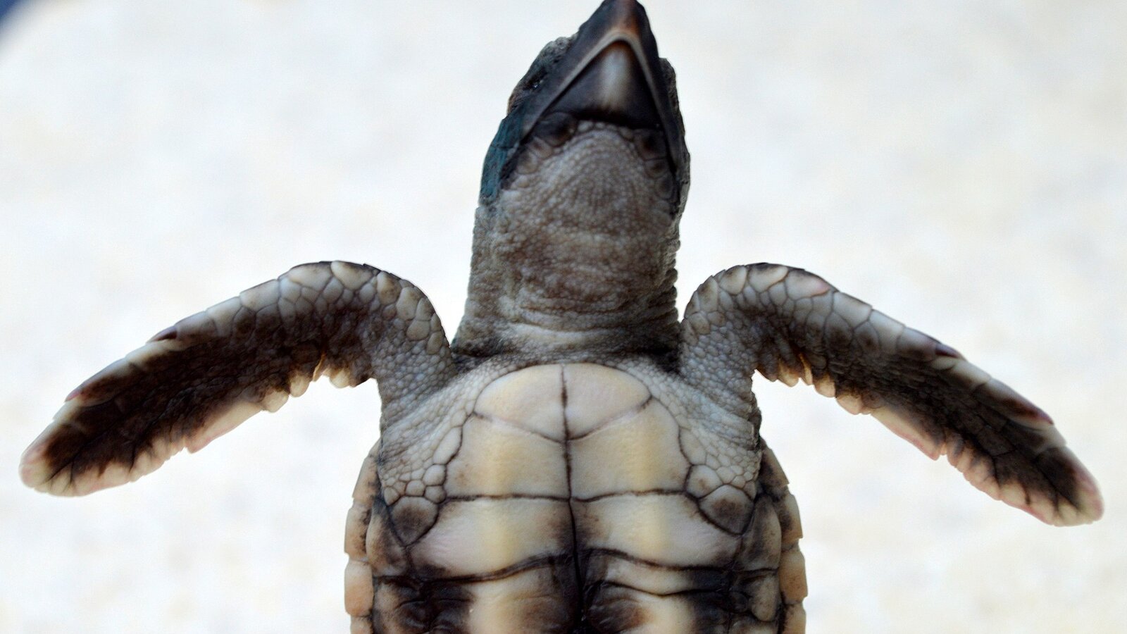 Loggerhead sea turtle returning to the surf at night on a dark Florida beach
